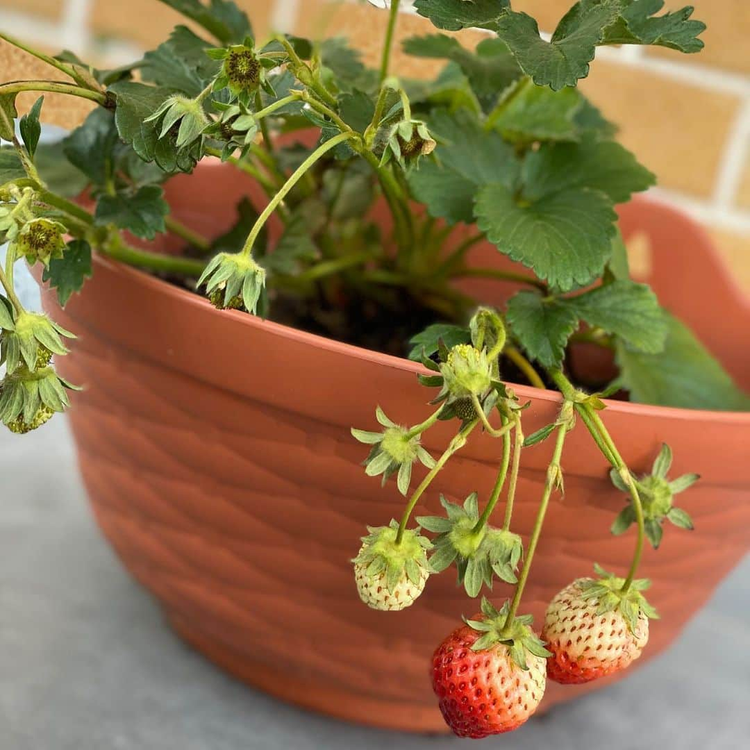 うちやえゆかさんのインスタグラム写真 - (うちやえゆかInstagram)「食べ頃🍓 毎日、変化を見れる喜びと楽しみを くれた #いちごちゃん に感謝✨  水やりが楽しみ🌈  #iloveyou #strawberry #いちご #とちおとめ #鉢植え #いちごの土 #ガーデニング #真っ赤 #おひさま #鳥さん #狙ってる #ネット #めっ #stayhome #ベランダ #アイドル」5月27日 10時57分 - yukauchiyae