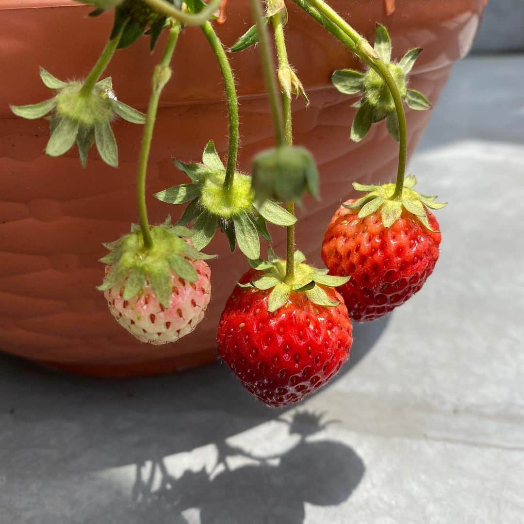 うちやえゆかさんのインスタグラム写真 - (うちやえゆかInstagram)「食べ頃🍓 毎日、変化を見れる喜びと楽しみを くれた #いちごちゃん に感謝✨  水やりが楽しみ🌈  #iloveyou #strawberry #いちご #とちおとめ #鉢植え #いちごの土 #ガーデニング #真っ赤 #おひさま #鳥さん #狙ってる #ネット #めっ #stayhome #ベランダ #アイドル」5月27日 10時57分 - yukauchiyae