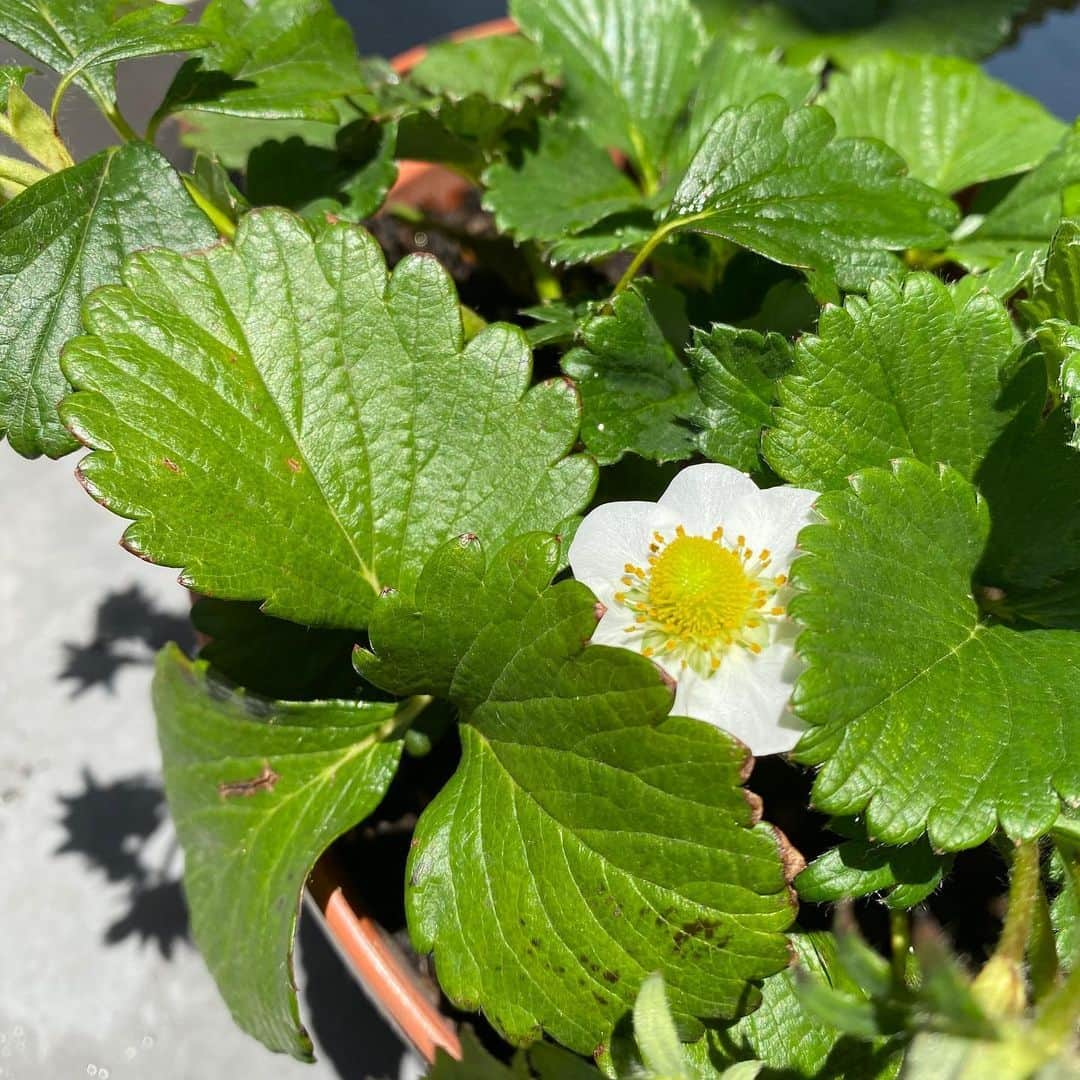 うちやえゆかさんのインスタグラム写真 - (うちやえゆかInstagram)「食べ頃🍓 毎日、変化を見れる喜びと楽しみを くれた #いちごちゃん に感謝✨  水やりが楽しみ🌈  #iloveyou #strawberry #いちご #とちおとめ #鉢植え #いちごの土 #ガーデニング #真っ赤 #おひさま #鳥さん #狙ってる #ネット #めっ #stayhome #ベランダ #アイドル」5月27日 10時57分 - yukauchiyae