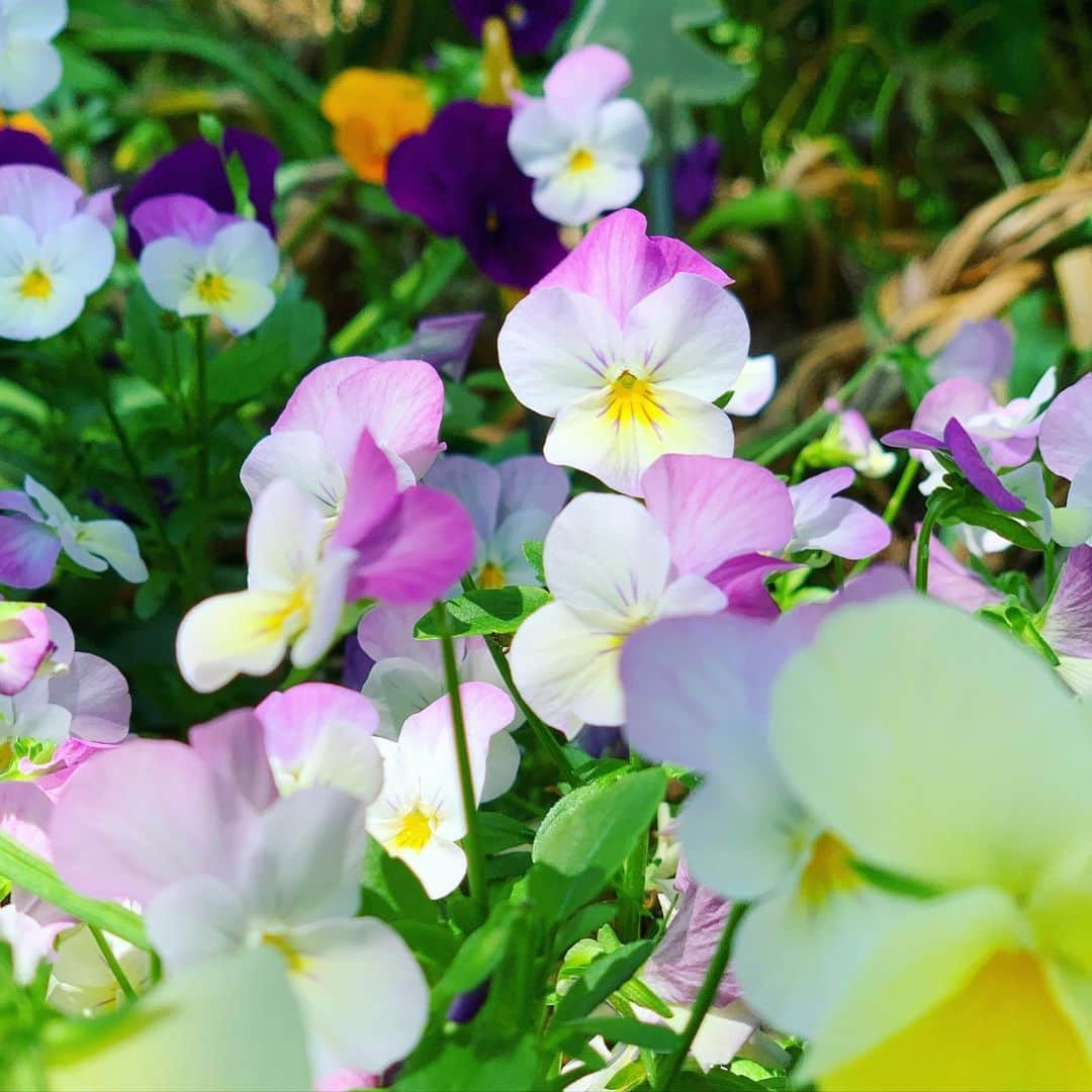 結城さなえさんのインスタグラム写真 - (結城さなえInstagram)「「あら、目が合ったわね💐 おはよう✨ え？？私たちはいつも通りよ☘️ そうよ、咲くべき時に咲くだけよ。 うふふ💕」 #花 #パンジー #flowers  #pansy  #20200527」5月27日 11時20分 - yuukisanae