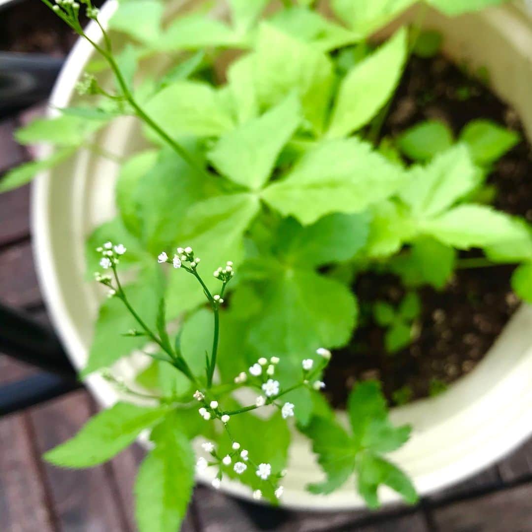 光野桃さんのインスタグラム写真 - (光野桃Instagram)「三つ葉の花。 0.1ミリぐらいの小ささ。 なのにしっかりしてる。 見習いたい。  #今日の野菜の花 #三つ葉」5月27日 11時32分 - mitsuno.momo