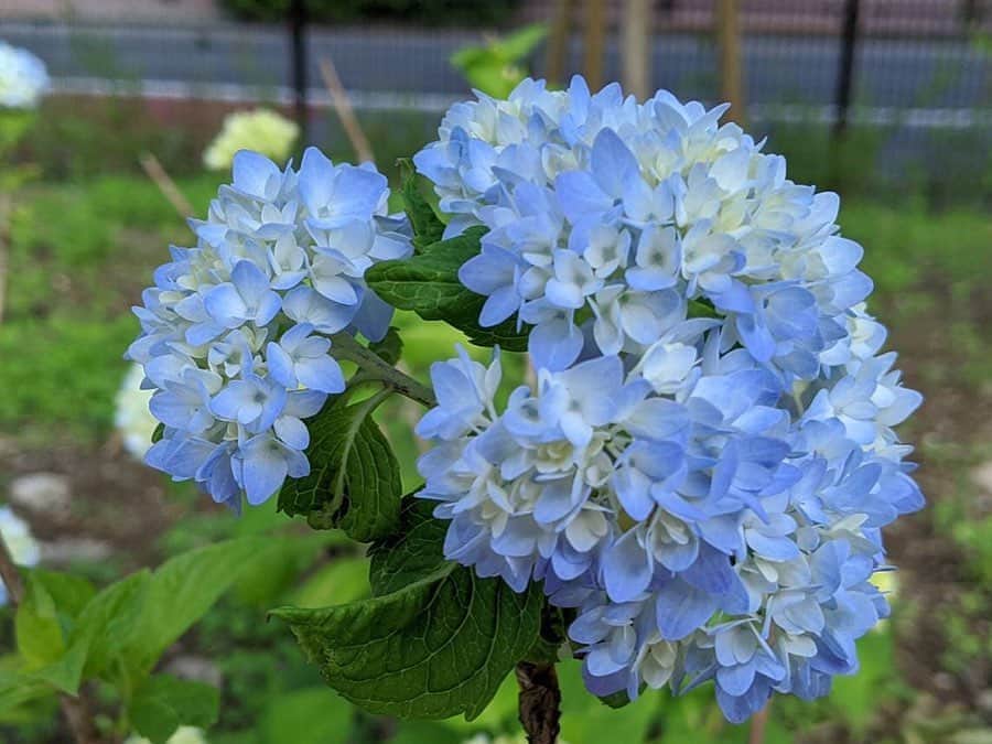 小野恵美のインスタグラム：「紫陽花💠 陽が陰ったときと、陽が当たったときに同じものを撮りました やっぱり紫陽花は日陰の方が色が濃く映えるなぁ😳✨ 梅雨の楽しみのひとつです🌈 #紫陽花 #あじさい」