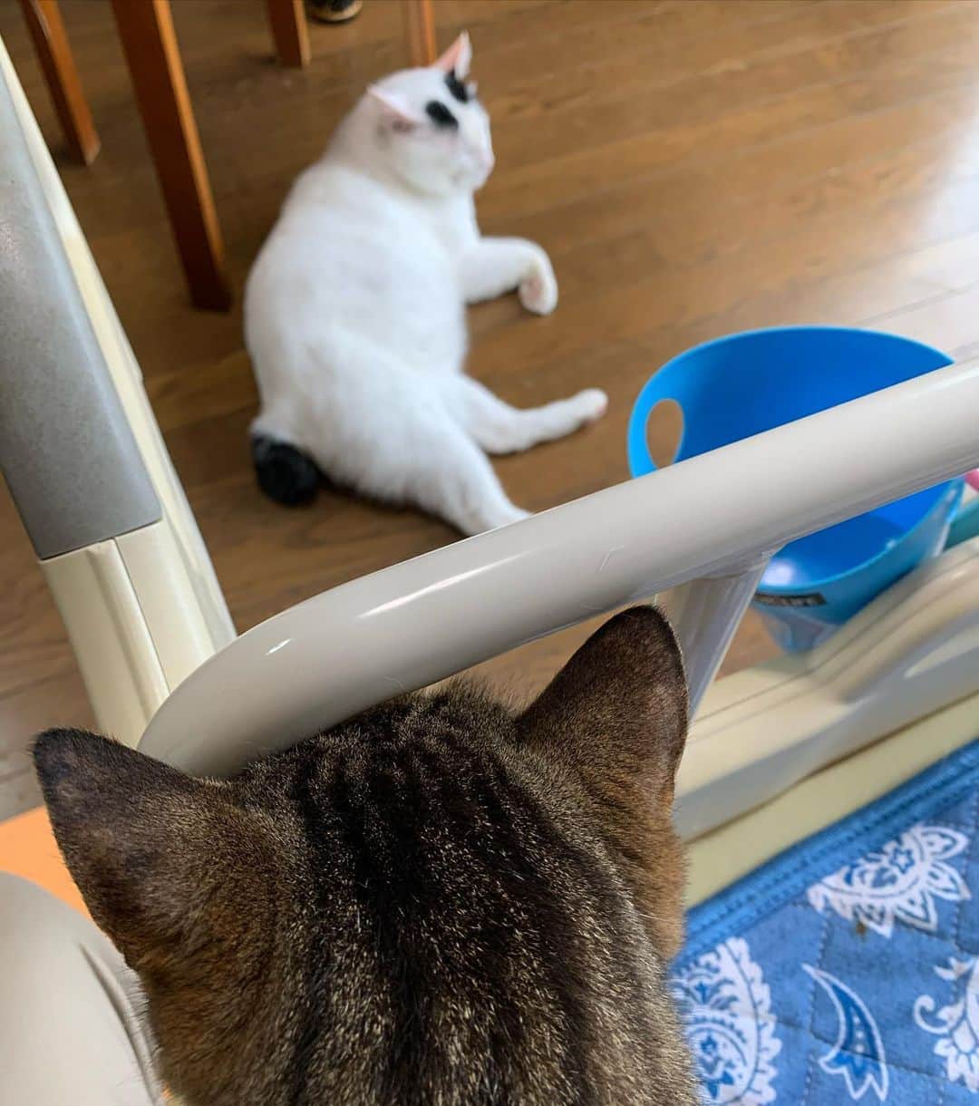 Kachimo Yoshimatsuさんのインスタグラム写真 - (Kachimo YoshimatsuInstagram)「あの白い子ずーっと居るなあ。 ヨウちゃんにも似てるし、 悪い子じゃあなさそうね。 ココばあちゃんの独り言。 #うちの猫ら #cocoa #nanakuro #猫 #ねこ #cat #ネコ #catstagram #ネコ部 http://kachimo.exblog.jp」5月27日 12時17分 - kachimo