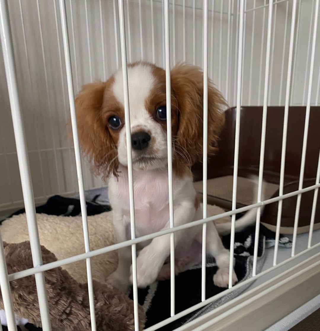 星奈津美のインスタグラム：「初めまして、ハル太です🐶💙 よろしくおねがいします👐 #キャバリア #キャバリアキングチャールズスパニエル #4ヶ月  #新しい家族」