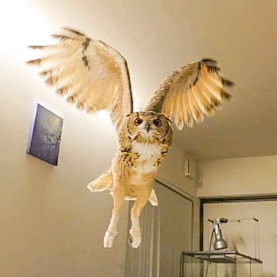 GEN3 Owlのインスタグラム：「フクロウ🦉？猫🐱？ Owl or Cat? #owl #owlgaru」