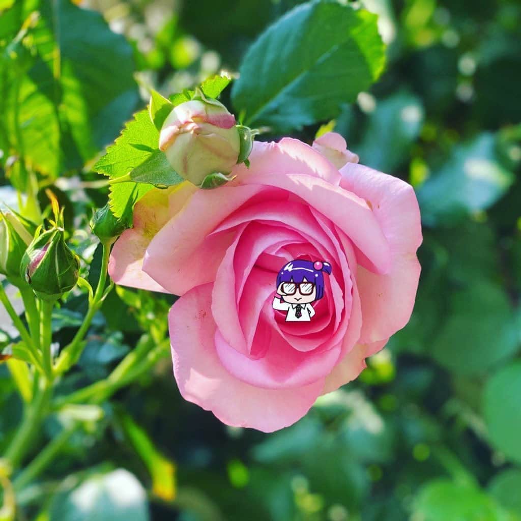 桃知みなみさんのインスタグラム写真 - (桃知みなみInstagram)「ばーらが咲いた♪ばーらが咲いた♪ピンクのばらもっち〜(っ´ω`ｃ)🌹✨ https://store.line.me/stickershop/product/1146252/ja  #rose #roses #MomochiMinami #afternoon #linesticker #lineスタンプ #うぱこ先輩　#薔薇」5月27日 13時10分 - momochi373