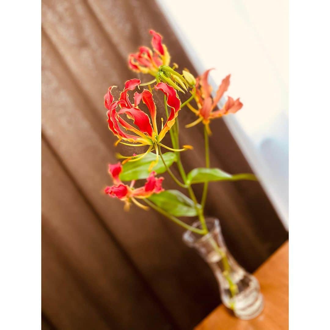 向田真優さんのインスタグラム写真 - (向田真優Instagram)「🌹✨💖🌞 Cool flowers…」5月27日 13時33分 - mucchan_622