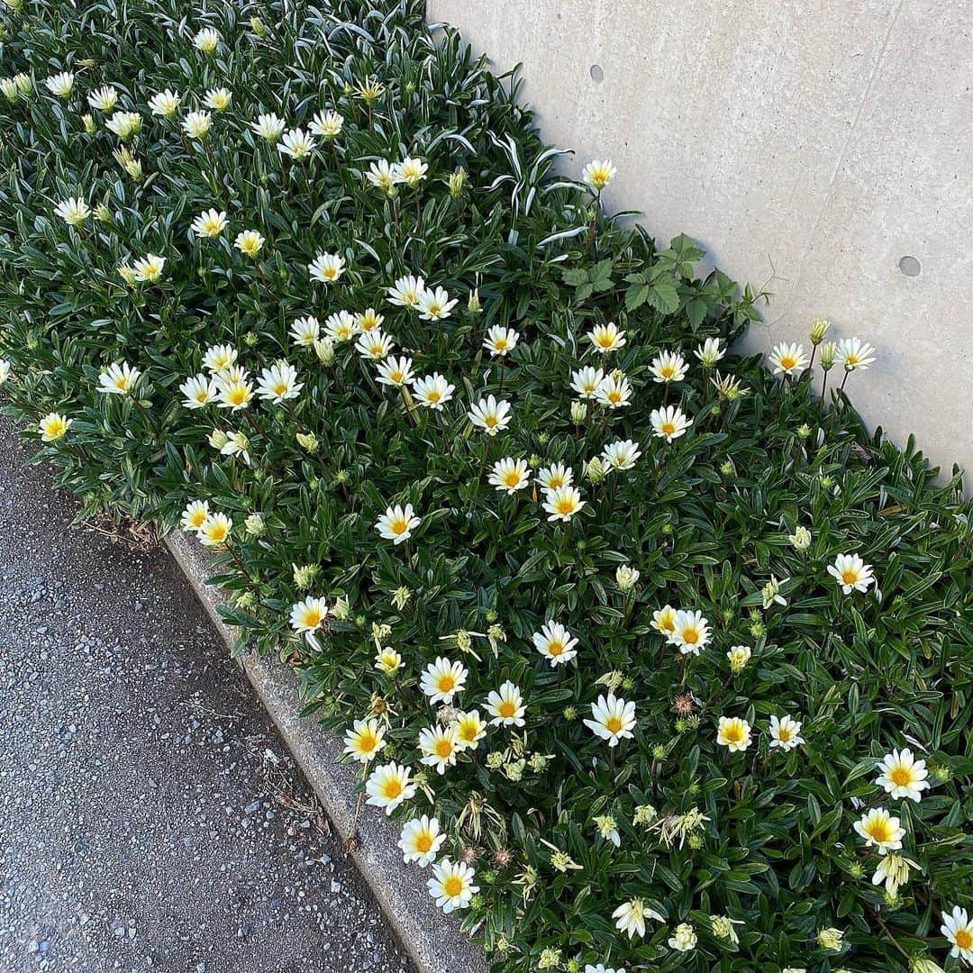 のインスタグラム：「🟢🟡⚪️ 可愛いお花だなと思ってた、近所のお花。 何て花だろ？」