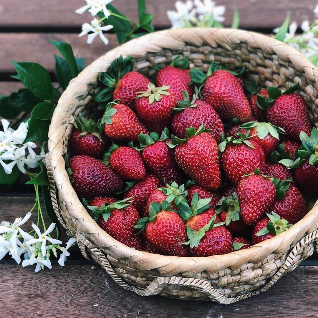 Antonietteのインスタグラム：「Strawberry season is in full effect at @carlsbadstrawberrycompany! So these strawberry fields have been here forever, just like the song except it’s not like the song because it’s about Lennon’s insecurities, so never mind, scratch that! 😅These fields have been around forever though. Yet, it was my first time picking strawberries in all the years I’ve lived in San Diego, and I ain’t no spring chicken. 🐓 It was a revelation...you mean to say strawberries don’t come neatly  packaged in green baskets? Who woulda thunk? 😆 Go out and pick em! They’re sweet, juicy and luscious! 🍓」