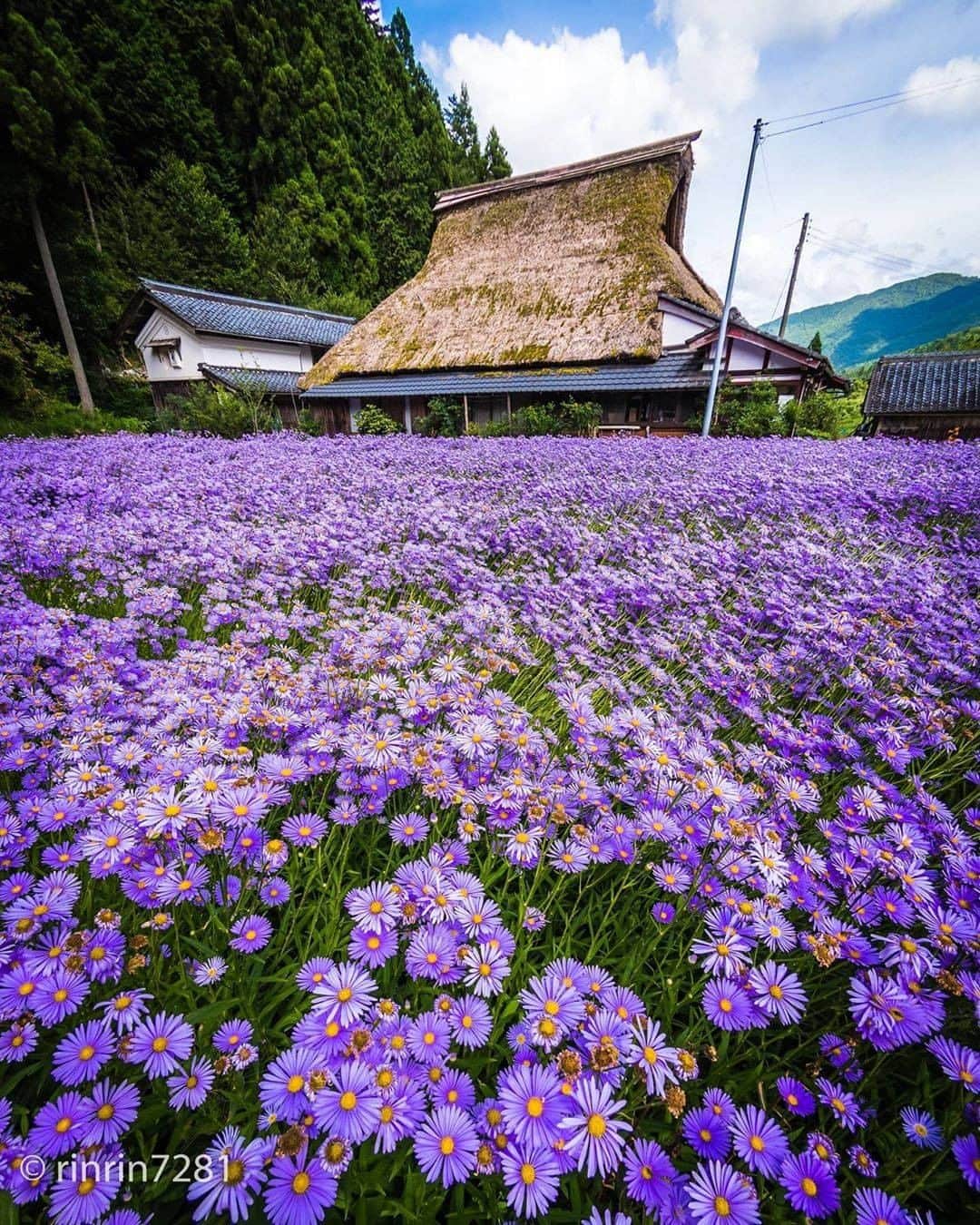 旅行メディア・じゃらん〈公式〉さんのインスタグラム写真 - (旅行メディア・じゃらん〈公式〉Instagram)「#いつか行きたい場所 左京区久多地域の夏の風物詩である北山友禅菊。 7月下旬から8月上旬に見頃を迎えます。 鮮やかな紫色の北山友禅菊が一面に咲く風景は圧巻です。 . . ━━━━━━━━━━━━━━━ 📍 京都府京都市「北山友禅菊」 📷 photo by  @rinrin7281 📅 過去写真 ━━━━━━━━━━━━━━━ 📎 【 #じゃらんおすすめ_関西 】 📎 【 #じゃらんおすすめ_京都 】 おでかけの参考に、ピックアップしたお写真をエリア別でまとめました！ ━━━━━━━━━━━━━━━ . . #jalan_travel　をつけていただいた中からpick upしました🔍 素敵なお写真をありがとうございました😍 . . ☑ 新型コロナウイルス（COVID-19）感染防止に伴い、引き続き、外出自粛、県境を越えた移動の自粛が継続されている場合がございます。お出かけの際は、お住まいやお出かけされる都道府県の要請をご確認の上、マスクの着用、手洗いの徹底、ソーシャルディスタンスの徹底などにご協力ください。 ☑  #jalan_travel をつけて、ぜひ今までの旅行先の思い出写真を投稿してください。このアカウントでご紹介させていただきます。(じゃらんニュースでも紹介される可能性があります） . . 「いつか」行きたい場所をぜひ探してください。 . . . . #おうち時間 #stayhome  #京都 #菊 #夏 #左京区 #じゃらん #観光 #観光地 #観光スポット #旅行 #旅行好きな人と繋がりたい #旅行好き #写真好きな人と繋がりたい #ファインダー越しの私の世界 #Japan #travel #travellers #trip #jalan #japantravelphoto #japantrip #japantravel #jalan_purple」5月27日 14時00分 - jalan_net