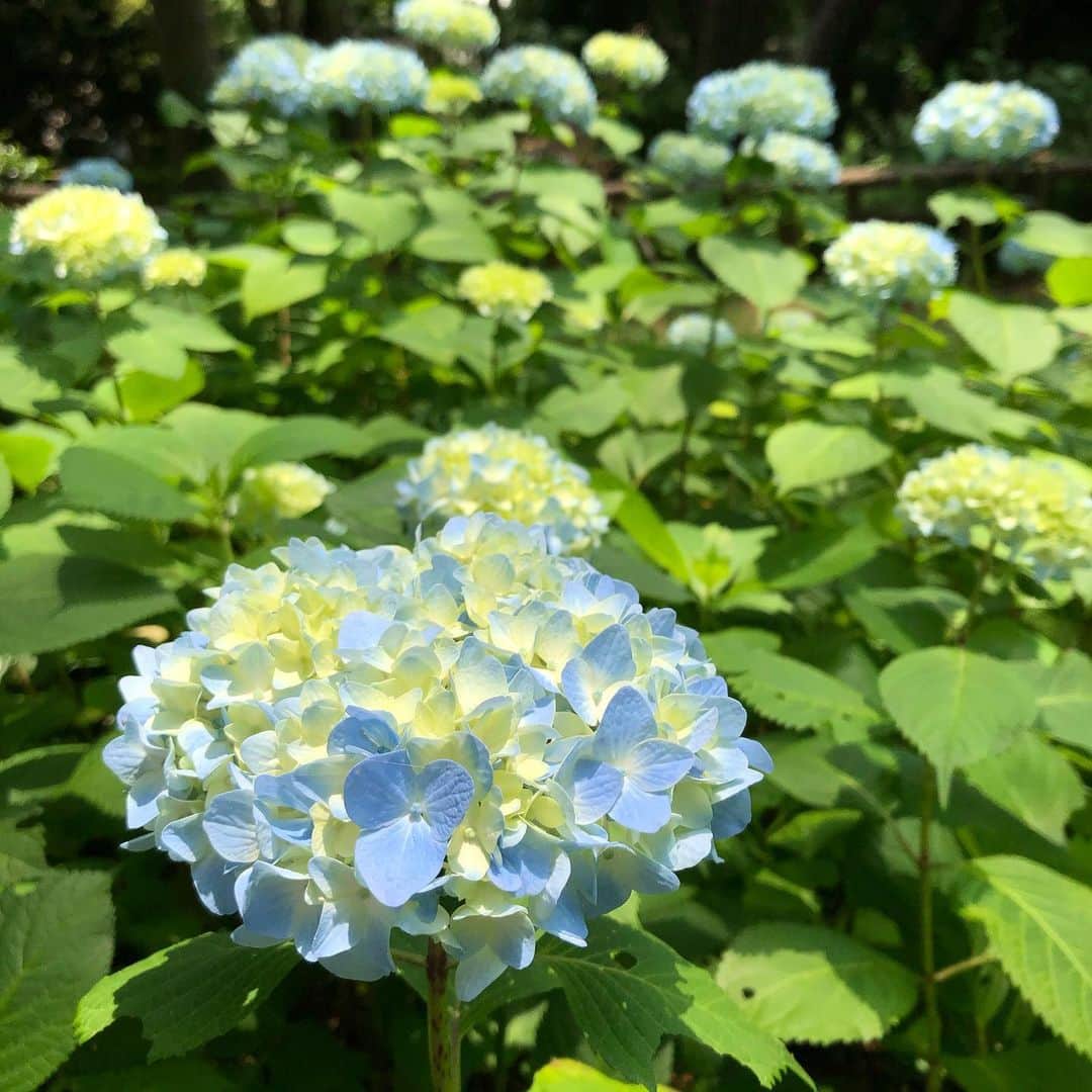 川原洋二さんのインスタグラム写真 - (川原洋二Instagram)「今日はお休み。 息子と近くの公園へ！ 紫陽花が綺麗に咲いていました。 思わずパシャリ‼️ #紫陽花　#息子と公園」5月27日 14時11分 - yohji_kawahara