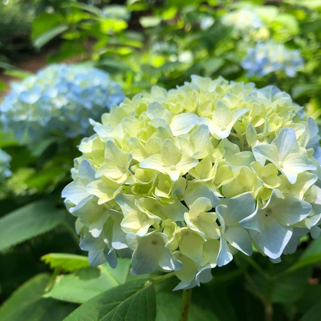 川原洋二さんのインスタグラム写真 - (川原洋二Instagram)「今日はお休み。 息子と近くの公園へ！ 紫陽花が綺麗に咲いていました。 思わずパシャリ‼️ #紫陽花　#息子と公園」5月27日 14時11分 - yohji_kawahara