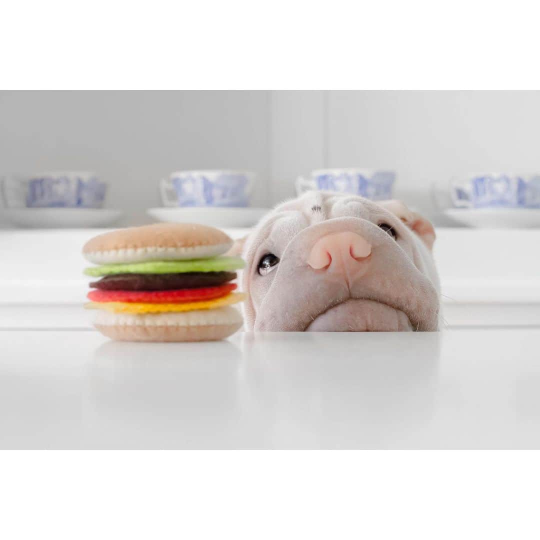 annie&pADdinGtoNさんのインスタグラム写真 - (annie&pADdinGtoNInstagram)「All foodies that’s left unattended for longer than 10 seconds is fair game, right? #naughty #lambington #hambugler #hamburger #theif #dog #dogs #dogsofinstagram #wrinkles #weeklyfluff #sharpei #sharpeilove #mungoandmaud #cattoy #felttoys #instagood #ilovemydog #barked #iloveyoutothemoonandback」5月27日 14時12分 - anniepaddington