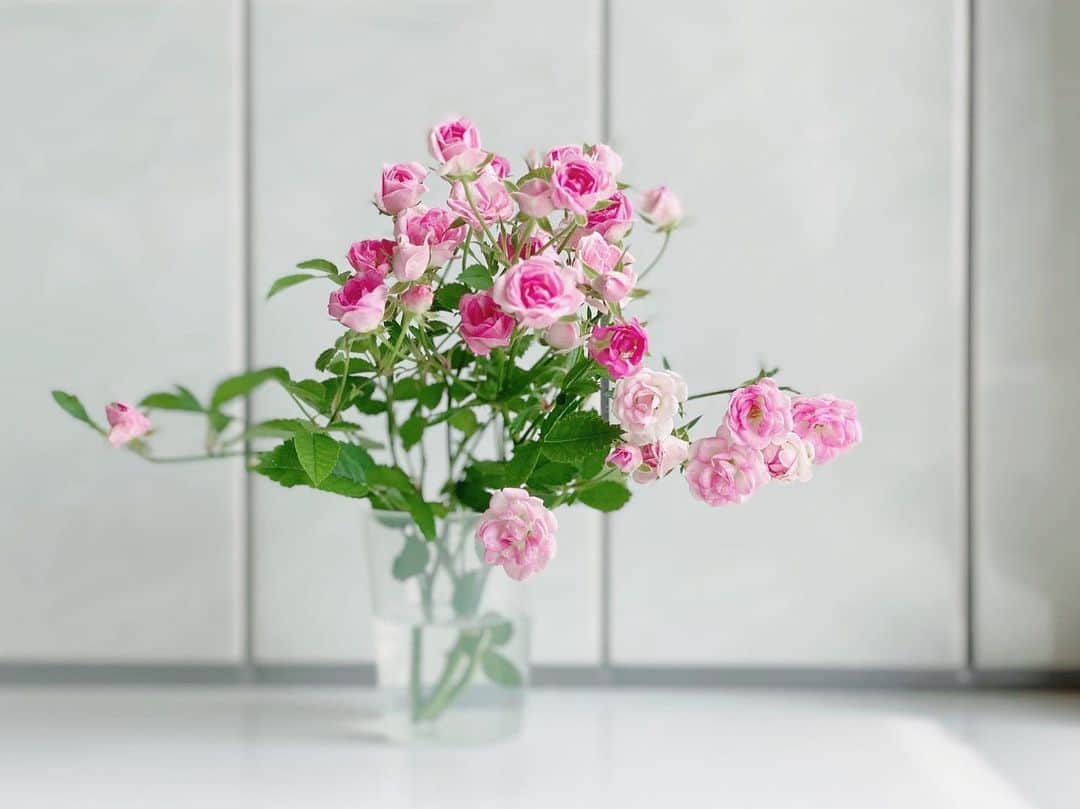 石橋あこさんのインスタグラム写真 - (石橋あこInstagram)「想像以上にちっちゃ薔薇🌹 ちっちゃすぎて計量カップが花瓶がわり💐 * #花のある生活#花#flower #薔薇#ミニ薔薇#お花大好き」5月27日 14時27分 - acococo120