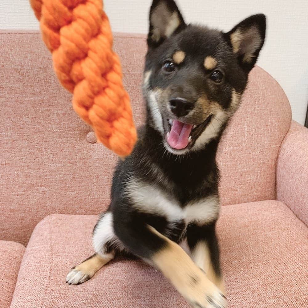 環奈（長沢菜々香の飼い犬）のインスタグラム：「人参おもちゃ🥕 . . . .  #豆柴#柴犬#日本犬#黒柴#黒豆柴#まめしば#しばいぬ#しば#しばすたぐらむ #こいぬ #柴  #ここ柴部#柴子犬 #shibalove #mameshiba #kuroshiba #shibainu #shiba #shibadog #shibastagram #shibastyle#なーこ#長沢菜々香」