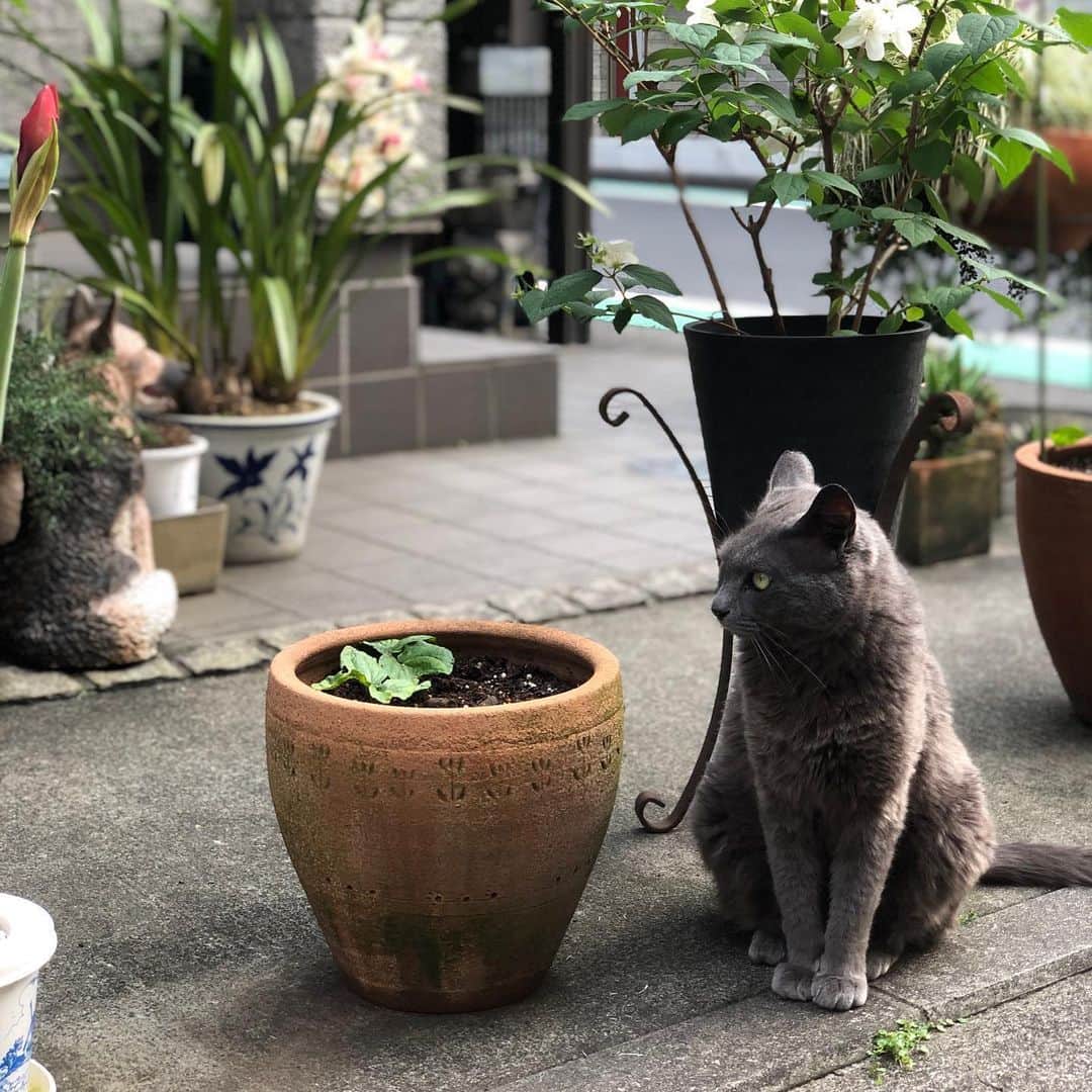 片岡愛一朗のインスタグラム：「#美猫#新宿#愛一朗」