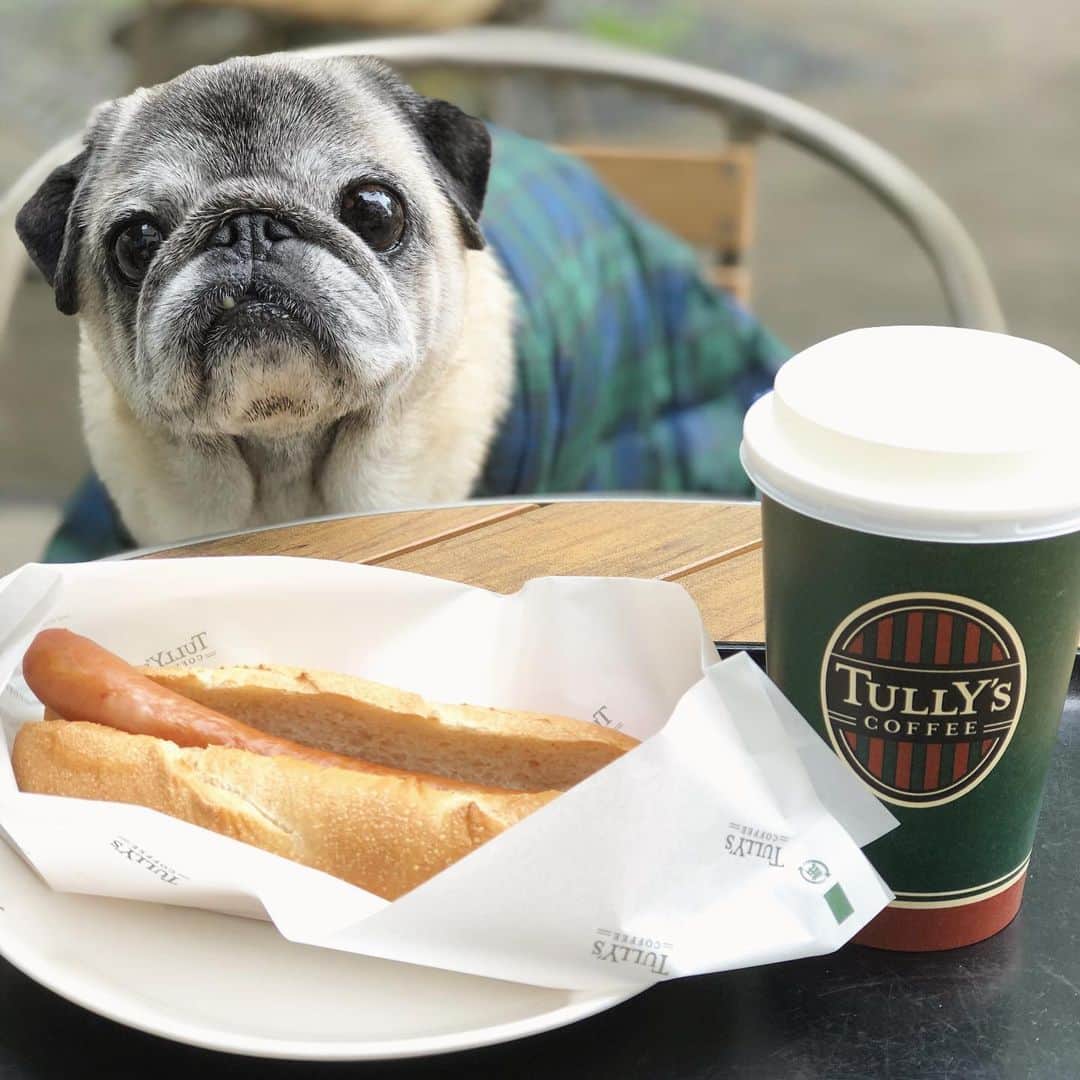 八兵衛のインスタグラム：「Hachibei ☕️ * * ひさびさ。 * * #テラス無人  #ほぼ黒パグ #おじいちゃん犬 #pug #puggy #puglife #puglove #petstagram #pugstagram #pugsofinstagram #pugs #dog #ふわもこ部  @igersjp #IGersJP #east_dog_japan #pecoイヌ部 #八兵衛 #はちべえ #朝ワンコ夕ニャンコ」