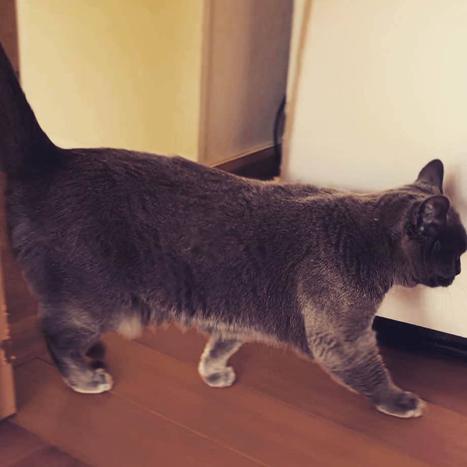 チキン南蛮カレーのルウ王子のグルメインスタ