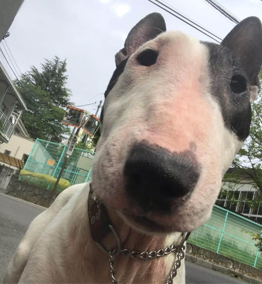 Q太郎さんのインスタグラム写真 - (Q太郎Instagram)「#minituru#bull#terrier#minibullterrier#miniturubullterrier#dog#dogstagram#cute#qtaro#love#family#ミニチュア#ブルテリア#ミニチュアブルテリア#Q太郎」5月27日 16時30分 - qtaro.jun