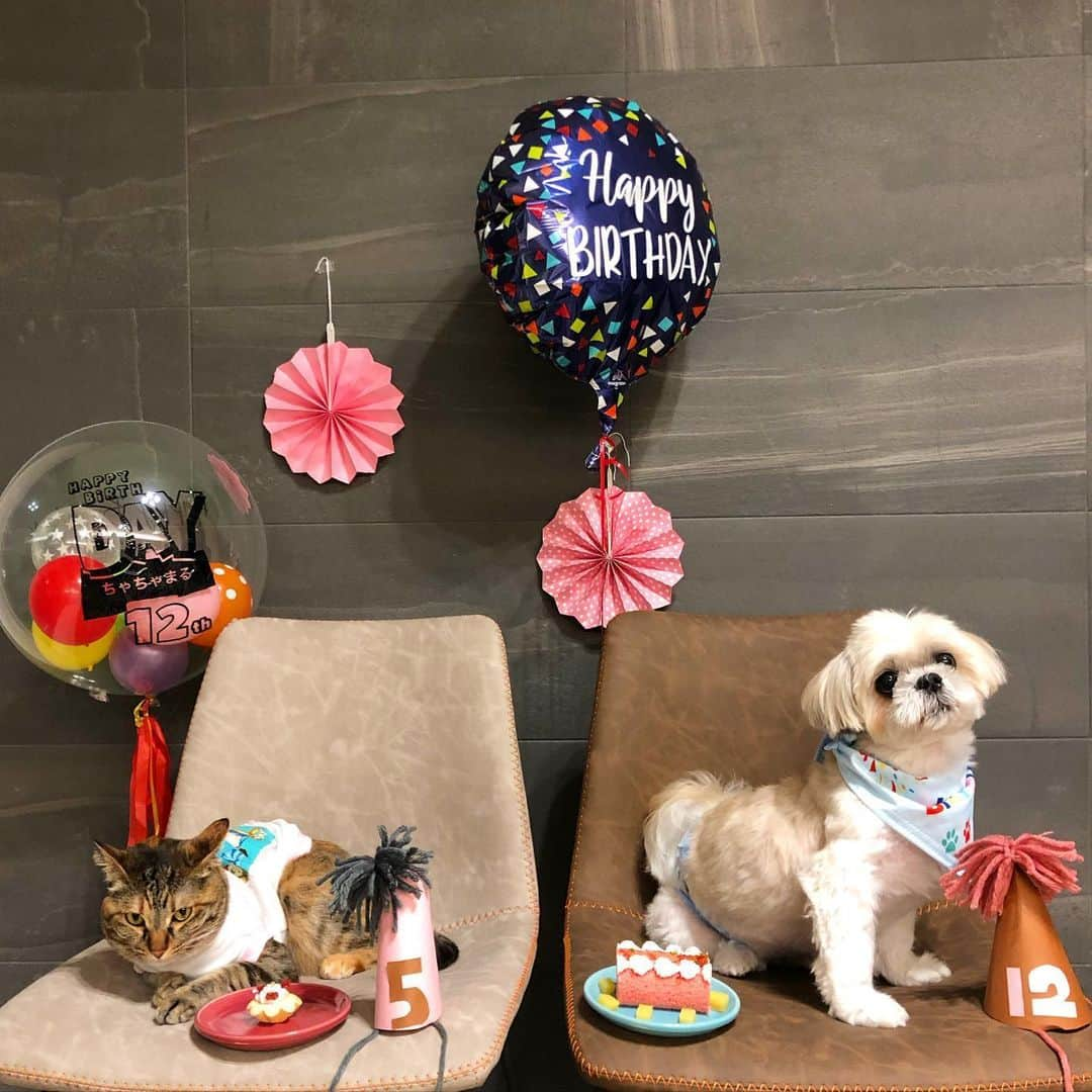 福田多希子さんのインスタグラム写真 - (福田多希子Instagram)「happy birthday🎂🎉﻿ まねき🐈ちゃちゃ丸🐶﻿ ﻿ 5/17はまねき5歳のお誕生日﻿ 5/24はちゃちゃ丸12歳のお誕生日でした 一週間違いなので今年は、初めて合同でお誕生日をお祝いしました🎉﻿ ﻿ 私達の大切な大切な娘と息子♡﻿ ﻿ いつも私達に癒しと元気をありがとう﻿ たくさん楽しい思い出いっぱい作ろうね﻿ 愛してるよ🐶🐈🤎﻿ ﻿ 今年はちゃちゃ丸にはおやつと、少々の雨でもお散歩にいけるようにレインコートを☔️←ポコちゃんに影響されました😆﻿ まねきは新しいハウス🛏とネズミのおもちゃをプレゼント🎁﻿ 喜んでくれたようです☺️﻿ ﻿ 皆様いつもありがとうございます🐶🐈﻿ ﻿ 動画も撮ったのでまた載せます🐶🐈﻿ ﻿ #シーズー#キジトラ#猫#cat#保護猫﻿#シーズーLove#シーズー大好き部﻿#誕生日#お誕生日#お誕生日会#愛犬#愛猫﻿ #愛猫誕生日#愛犬誕生日﻿#いぬのきもち#ねこのきもち」5月27日 16時45分 - yomeponta