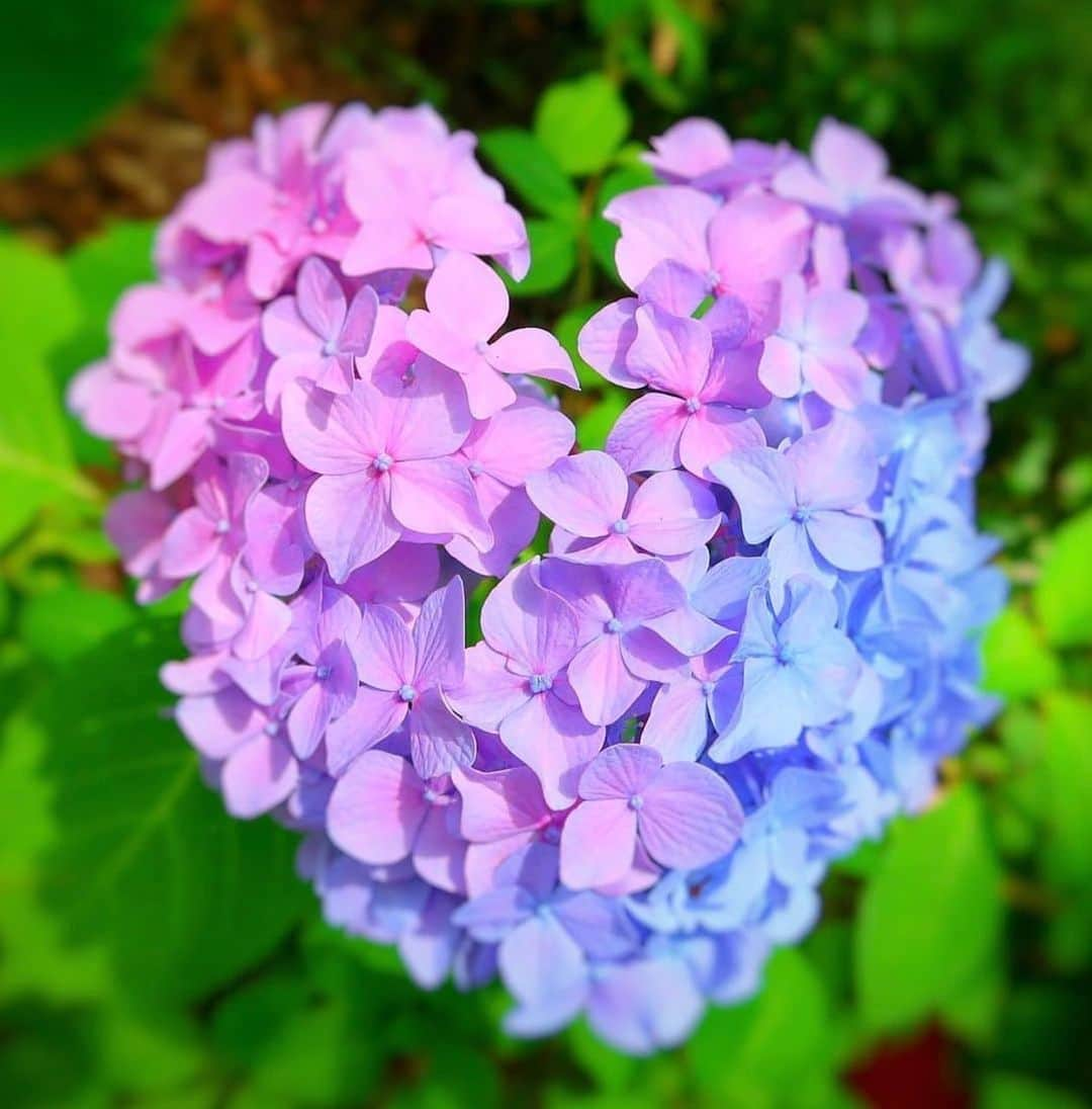 aumoさんのインスタグラム写真 - (aumoInstagram)「【#紫陽花】 . 福岡県の「#筥崎宮 」にて撮影されたお写真📷. ハート型の紫陽花がとっても可愛らしいですね💙💚💜 . Credit：@m_yamaguchi_さん 素敵なお写真をありがとうございます！ . あなたが撮影した素敵な写真に 「#aumo」を付けて教えてください♡ あなたの投稿が明日紹介されるかも♪ . aumoアプリは毎日配信！おでかけや最新グルメなどaumo読者が気になる情報が満載♡ ダウンロードはプロフィールのURLから✔︎ (iPhone&Android版) . . #福岡#福岡旅行#紫陽花 #花#はなまっぷ #はなまっぷ2020 #beautiful #beautifulview #フォトジェニック #あなたと見たい景色 #絶景#旅#team_jp_ #igersjp #japan_daytime_view #wu_japan  #bestjapanpics #japan_of_insta #art_of_japan_ #ptk_japan #photo_jpn #lovers_nippon #tokyocameraclub」5月27日 17時12分 - aumo.jp