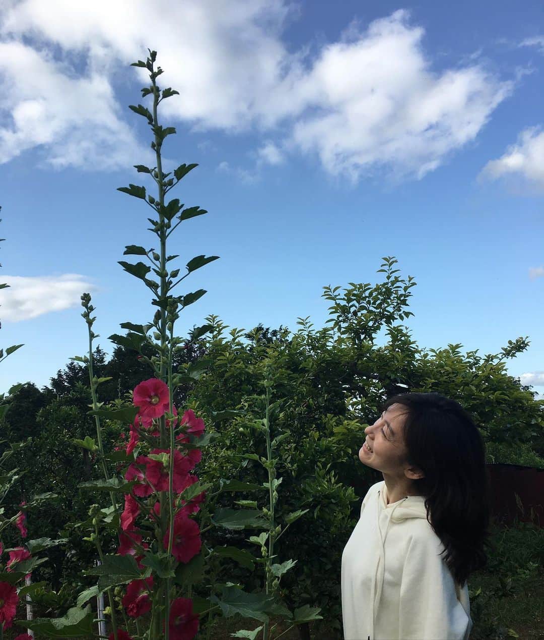 小橋めぐみのインスタグラム：「タチアオイ（たぶん）」