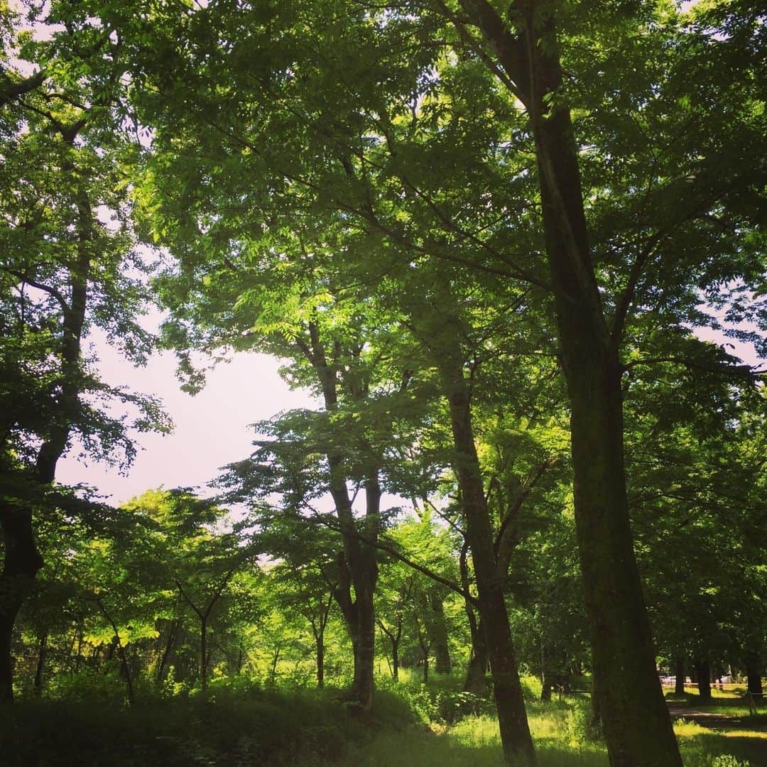 岸田繁さんのインスタグラム写真 - (岸田繁Instagram)「樹と草のいきれが堪らん感じで胸が満ちる」5月28日 2時46分 - kishidashigeru