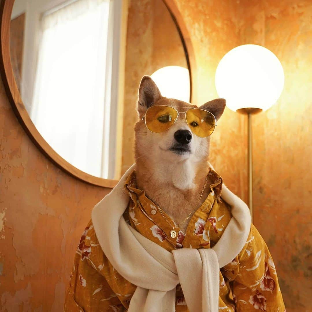 Menswear Dogさんのインスタグラム写真 - (Menswear DogInstagram)「Dressed to Decompress 🐶  Look 1 or Look 2?」5月28日 3時32分 - mensweardog