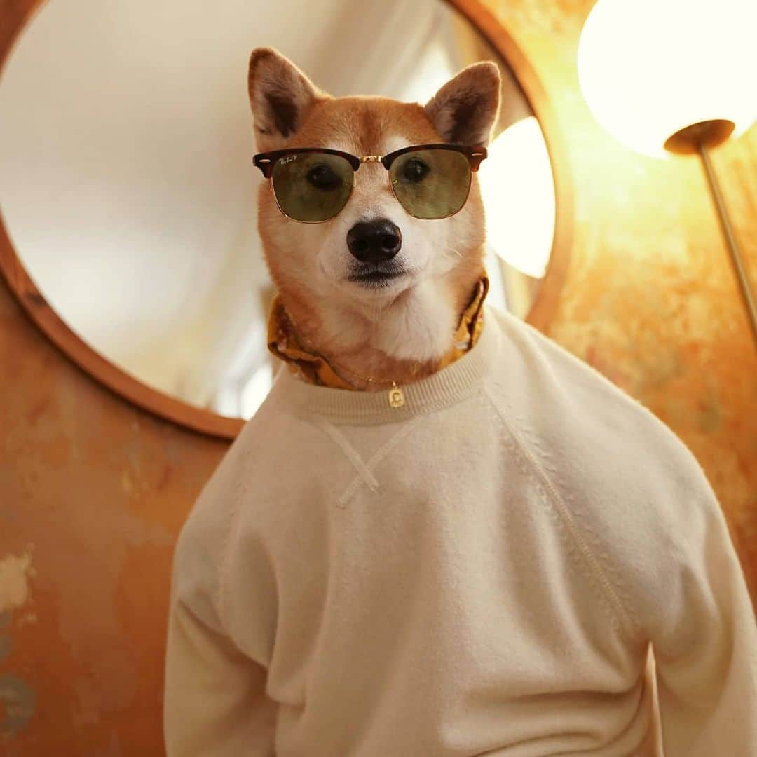 Menswear Dogさんのインスタグラム写真 - (Menswear DogInstagram)「Dressed to Decompress 🐶  Look 1 or Look 2?」5月28日 3時32分 - mensweardog