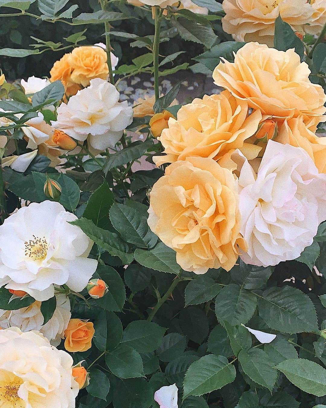 ダニエル・パナベイカーのインスタグラム：「Neighborhood walks 🌼」