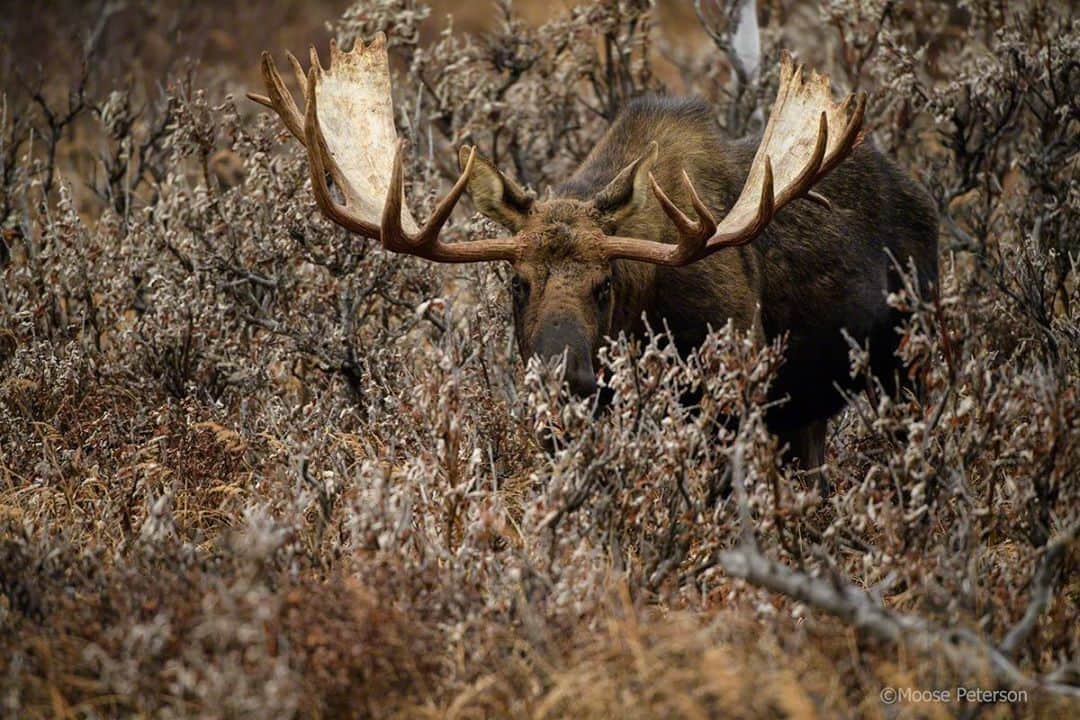 NikonUSAさんのインスタグラム写真 - (NikonUSAInstagram)「From #NikonAmbassador @moosepeterson: “In the fall, my northern cousins can sure have an attitude! If you look at the tines on this bull, you can see they are well worn down. That means he's been really busy defending his harem. Standing at 7 feet at the shoulder, one can only imagine the force they put into those shoving matches they have with other bulls...I've been very fortunate working with moose, giving them their distance and watching what they are communicating to me. In this case, looking through the Nikon D5 and AF-S NIKKOR 180-400mm f/4E TC1.4 FL ED VR. I knew the bull wasn't watching me, but instead watching another bull in front of me. But you can only imagine if that stare was meant for one of us, you'd be leaving the area, and fast!” ⠀ ⠀ #NikonNoFilter #wildlifephotography #wildlife #NIKKOR #Nikon #D5 #Alaska」5月28日 3時52分 - nikonusa