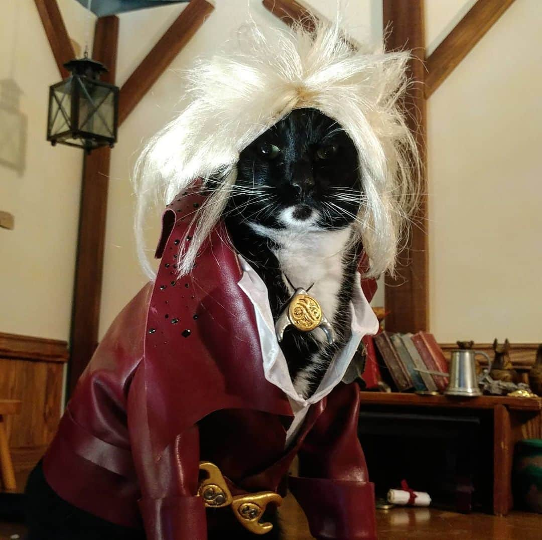 猫コスプレさんのインスタグラム写真 - (猫コスプレInstagram)「Everyone out talking about who should play Jareth in the Sequel... #Labyrinth #Jareth . . . . . . . . #catcostume #catsinclothes #catcosplay #cosplay #jareththegoblinking #jarethcosplay #labyrinthcosplay #labyrinthfanart #cat #catpictures #catwig #catpics #tuxedocat #petclothes #PetCostume」5月28日 4時06分 - cat_cosplay