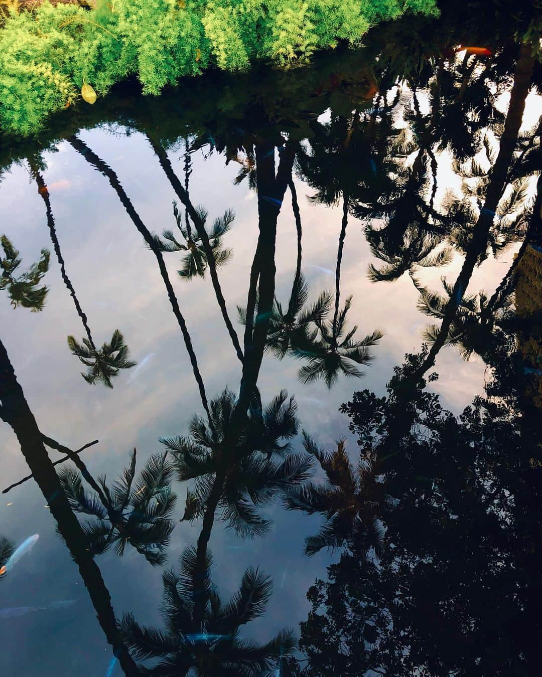 植野堀誠さんのインスタグラム写真 - (植野堀誠Instagram)「5月入ってから毎朝ハワイアンミュージックをかけて常夏気分だからゆる〜いハワイに戻って癒されたい🍉🍍🌴とも言ってられないけれど、モーニングしながらハワイアンかけてみて。超癒されます。 仕事は在宅でもう少しいけそうで企画や他案件も少しずつ進行中。 この機会は自分と周囲への気付きと学びのタイミングだと思ってるので、何かを手放して、新しい何かを与えることを己に課して、出来る限りのパワーアップ⇄アップデートを心掛けてる🌻いろんなことを。 夏はみんなで花火したいなあ🎆夏はみんなに会えるかなあ。 写真は家族で行ったハワイ。」5月27日 19時41分 - makotouenobori