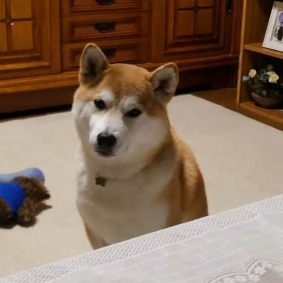 柴犬⭐️サスケさんのインスタグラム写真 - (柴犬⭐️サスケInstagram)「茶助通信 #今までで1番上手い#写真#見れる#成長した#最近は動画も遅れるようになった#いちいち確認してくる#いった？#え、なにが？#の繰り返し#母#柴犬#赤柴#犬ら部 #わんだフォ #ふわもこ部 #pecoいぬ部 #shibagram #shibasnap #shibastagram #🐶#🐶📷 #茶助」5月27日 19時53分 - shiba20150405