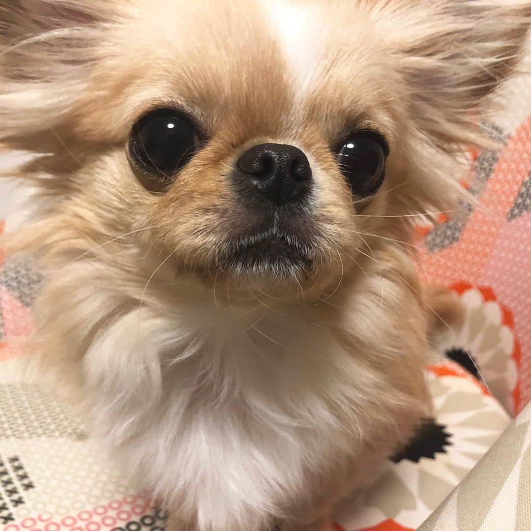 のインスタグラム：「みなさん、こんばんは♩  5月もあっという間に残りわずか。  ピノと一緒に過ごす時間が 圧倒的に多かった1ヶ月でした。  今年は6月8日頃から、 本格的な梅雨入りが予想されているそうです！  梅雨時期の気候の変化は、 身体にも影響が出やすいので  少しでも快適な生活を みなさんに送っていただけたらなと思い、  日頃行なっていることと Webで調べたことをシェアしたいと思います☆ : : 梅雨時期は 気温や湿度にばらつきが出やすいので 自律神経の乱れが起きやすく ・頭痛や腹痛、身体がだるく感じる ・冷えや肩こりの症状 ・風邪をひきやすくなる  という症状が出やすくなります。  私も気圧が急激に下がるとき 頭痛がする体質なので、 対策として ・栄養バランスを考えながら、ビタミンB群を摂取する ・ストレッチと筋トレ、軽い運動 ・心地よい睡眠をとる(気温26度以下、湿度50～60％) を心がけています✨  雨が降っても、空が曇りでも 元気に前向きに 過ごしていきたいですね♩  みなさんの梅雨時期の対策なども ぜひ！教えていただけたら嬉しいです☆ : : : #ペキチワ #チワワ #ペキニーズ #ミックス #いぬ #犬 #dog  #doglover #dogsofinstagram  #地方創生 #癒し動画  #おうち時間 #雨対策 #ピノ  #シンプルな暮らし #お散歩 #お散歩バッグ  #ペット用品 #犬好きな人と繋がりたい  #yoga #workout #animal #animalcrossing  #stayhome #ootd #photography  #tbt #tiktok #instagood #girl」
