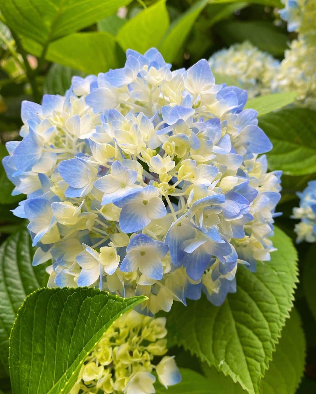 早瀬英里奈さんのインスタグラム写真 - (早瀬英里奈Instagram)「晴れの日の紫陽花も好きだけど、雨上がりの紫陽花はもっと好き💠☔️✨ ・ ・ ・ #紫陽花 #雨上がり #今年の紫陽花」5月27日 20時32分 - erina.hayase