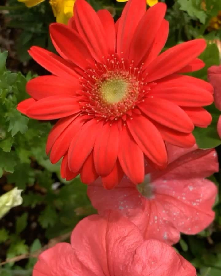 木部さんのインスタグラム：「街中に咲いていました！きべの癒し！！🌺﻿ ﻿ ﻿ ﻿ ﻿ ﻿ #beautifulflowers💐 #綺麗な花 #ガーベラ #ビオラ #癒し #街角 #花 #5月 #晴れ #garbera #viola #streetflowers #may #peaceofmind」