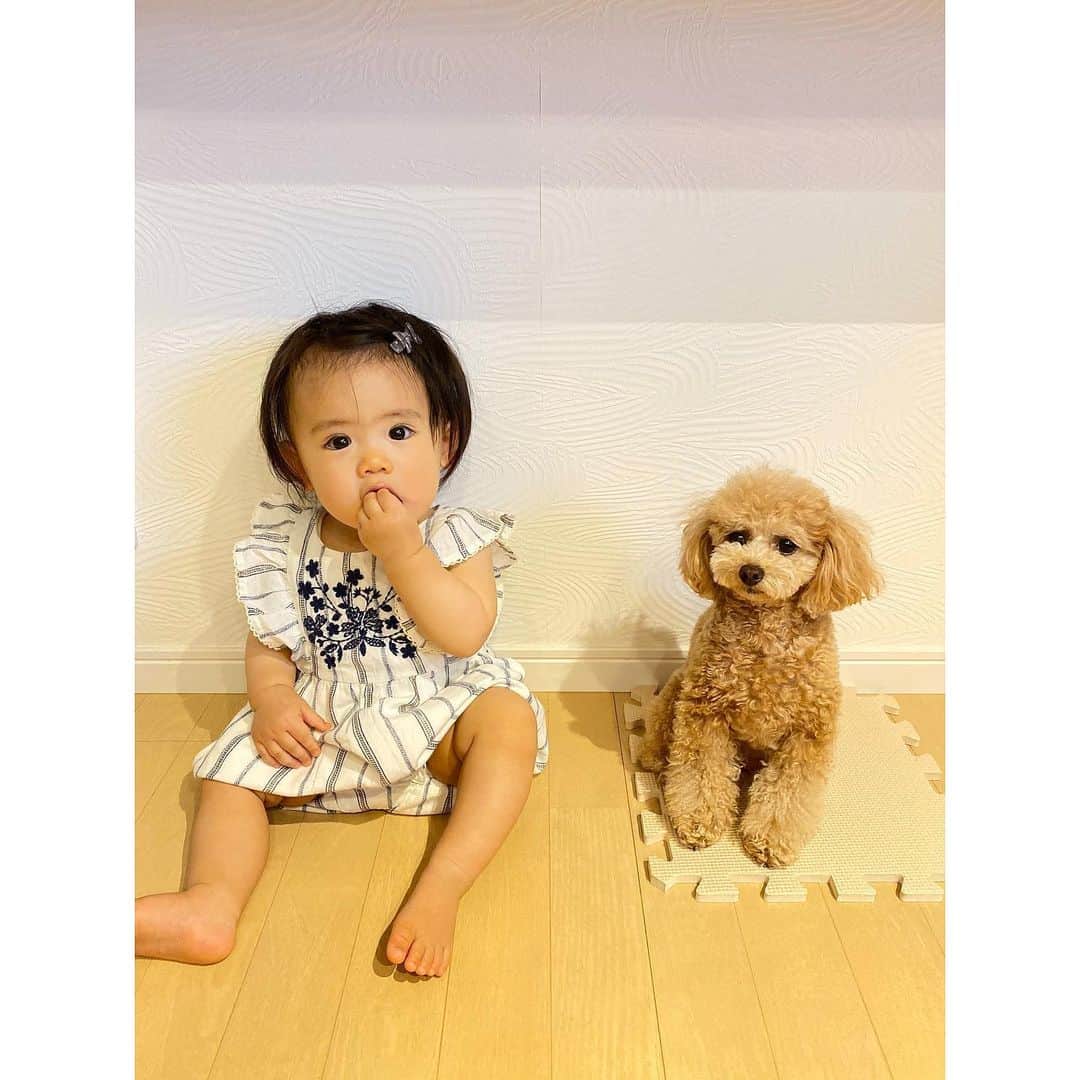姫野れみのインスタグラム：「#赤ちゃんと犬 👧🏻🐶 並んで座れるようになったら使いたかったタグ♩♩ 愛娘と愛犬が戯れてる光景ってたまらない♡♡ @tiny__vivi ・ #baby #girl #babygirl #10months #dog #tiny  #tinypoodle #poodle #toypoodle #dogstagram  #mydog #instadog #lovemydog #lovedog #10ヶ月 #赤ちゃん #ベビー #女の子ベビー #女の子 #ベビフル #ベビモ #赤ちゃんのいる生活 #べびすたぐらむ #愛犬 #ヴィヴィ #タイニープードル #タイニー #トイプードル #トイプー」