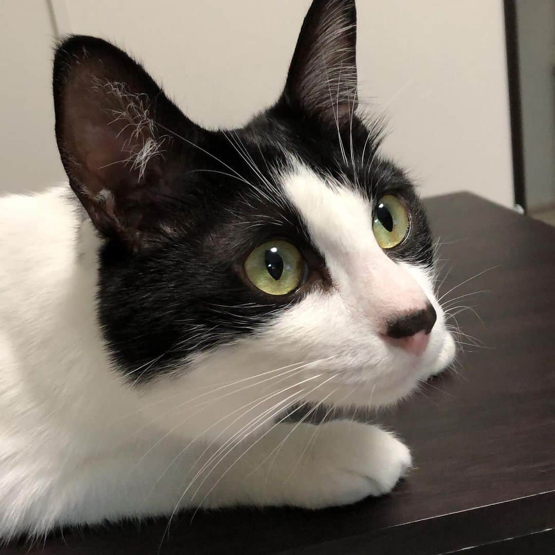 ぽんずのインスタグラム：「興味津々の目。 我が家ではこれを「きときと」と呼びます。  #ねこ#猫#cat#猫好き#親バカ#はちわれ#ハチワレ#はちわれ猫#ハチワレ猫#白黒猫部#にゃんすたぐらむ#ilovecat#猫大好き#うちの猫自慢#白黒猫 #我が家のぽんずくん #ちゅーちゅー妖怪」