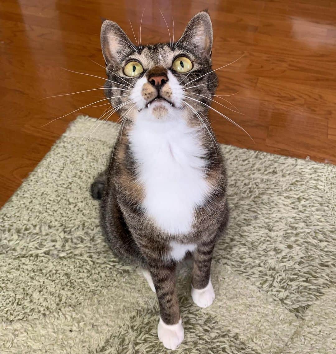 takegaeruのインスタグラム：「わくわくてんちゃん おヒゲポーン！ #猫 #cat #よもねこ #よもぎねこ #キジトラ #きじとら」