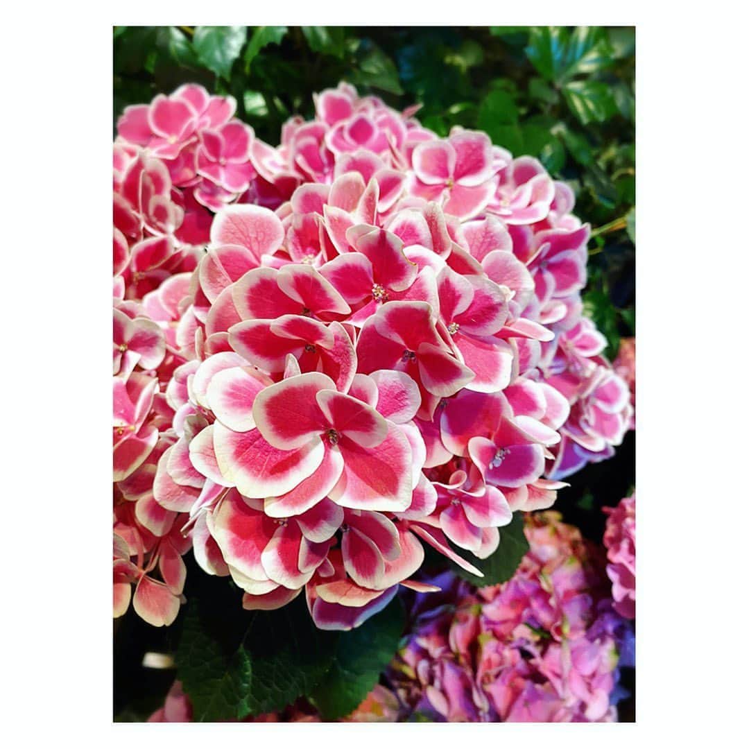 望月理恵さんのインスタグラム写真 - (望月理恵Instagram)「歩いてる途中で見つけた紫陽花。 可愛い〜。 1人撮影会でした☺️ #久しぶり#美容室 #カラーとカットしてきました！ #紫陽花#ピンク #いろんな種類があるんですね #可愛い#花#花が好き #花生活#母の日には紫陽花を送ってました #最近はお金です#要望に答えました。」5月27日 21時21分 - mochiee28