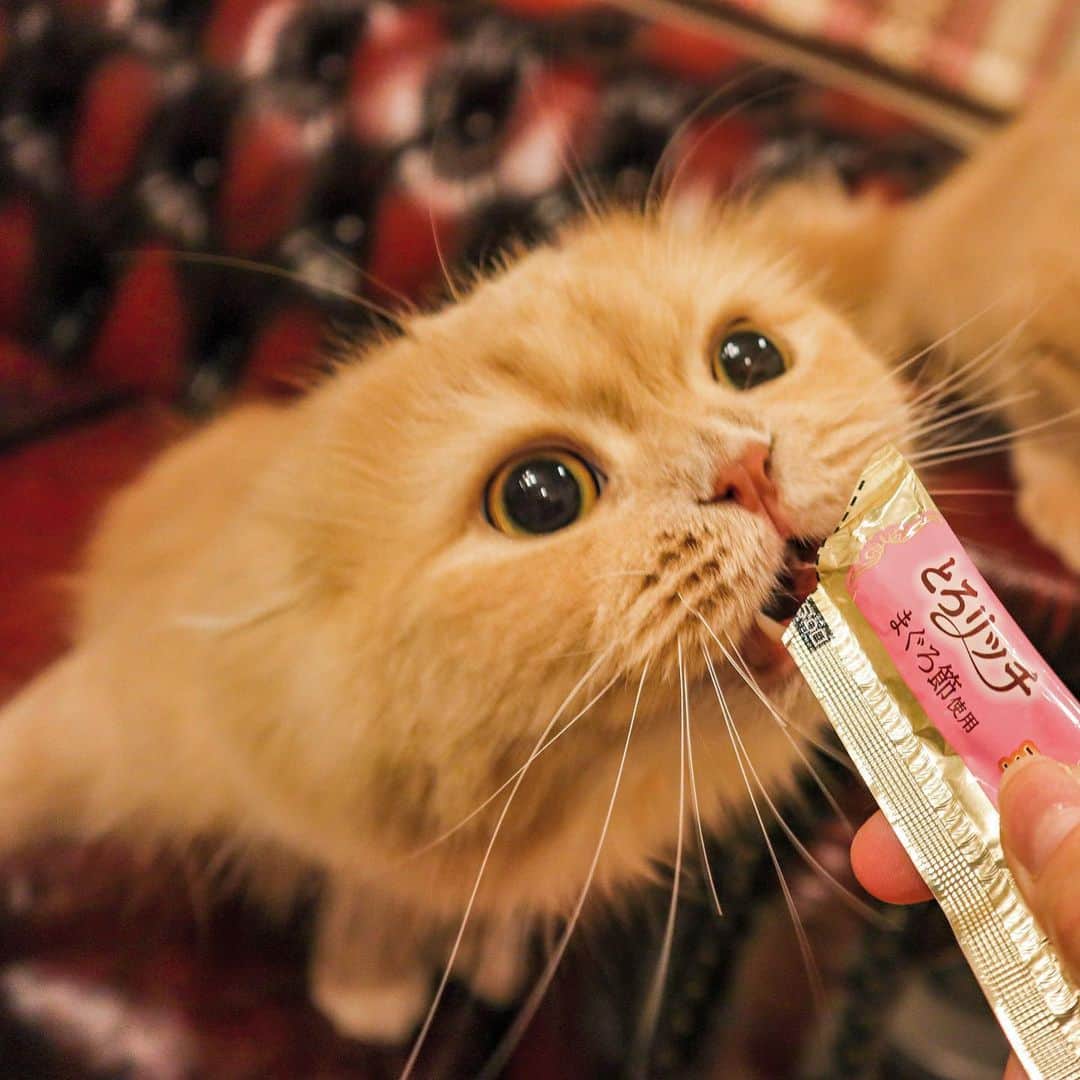 ベルさんのインスタグラム写真 - (ベルInstagram)「. It's snack time すずもウマウマにゃ😋 . . おねだりしたくなる うまうま味〜😋 . . #おねだリッチ #三ツ星ぐるめ  #フェリシモ猫部 #peppyフォト部 #ぺこねこ部 #daydaycats#ペトこと猫部 #nyancon01 #anan動物 #ねこのきもち #らぶにゃんるうむ #picneko #catstagram_japan #bestcatsclub#bestcataward  #cats_of_instagram #catsofinstagram #club_of_cats #9gagcute  #ミルクティーファミリー #犬と猫のいる暮らし #ミヌエットのベルちゃん  NAME : Bell  ベル Breed : minuet  ミヌエット 🎂 : 2016.5.15  4歳 ・ NAME : Suzu すずちゃん Breed : Scottish fold スコティッシュフォールド 🎂 : 2018.3.21 2歳 . NAME : Lindor リンドール Breed : Teacup poodle ティーカッププードル 🎂 : 2019.7.18  10ヶ月」5月27日 21時49分 - ricorico_rico