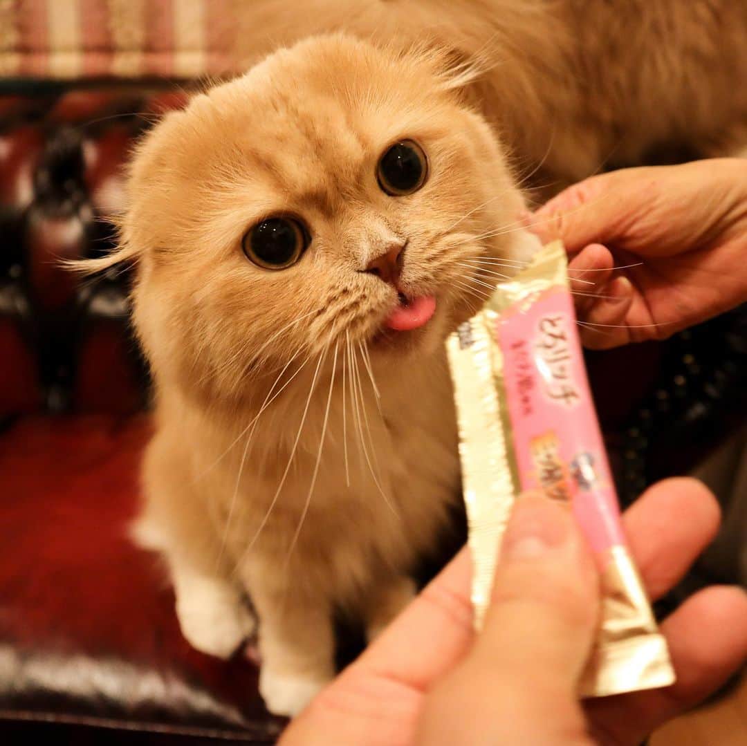 ベルさんのインスタグラム写真 - (ベルInstagram)「. It's snack time すずもウマウマにゃ😋 . . おねだりしたくなる うまうま味〜😋 . . #おねだリッチ #三ツ星ぐるめ  #フェリシモ猫部 #peppyフォト部 #ぺこねこ部 #daydaycats#ペトこと猫部 #nyancon01 #anan動物 #ねこのきもち #らぶにゃんるうむ #picneko #catstagram_japan #bestcatsclub#bestcataward  #cats_of_instagram #catsofinstagram #club_of_cats #9gagcute  #ミルクティーファミリー #犬と猫のいる暮らし #ミヌエットのベルちゃん  NAME : Bell  ベル Breed : minuet  ミヌエット 🎂 : 2016.5.15  4歳 ・ NAME : Suzu すずちゃん Breed : Scottish fold スコティッシュフォールド 🎂 : 2018.3.21 2歳 . NAME : Lindor リンドール Breed : Teacup poodle ティーカッププードル 🎂 : 2019.7.18  10ヶ月」5月27日 21時49分 - ricorico_rico