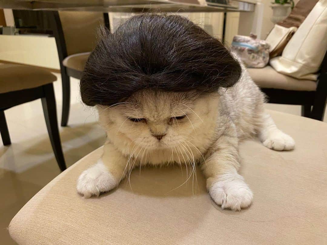 Haruのインスタグラム：「Haru the Turtle 🐢 #haruthecat #เป็นอับอายมาก #ร้องห้ายยยย #ไม่กล้าสบตาผู้ใด #ใจแม่อยากให้ไปทางซังกุกมาม่า #ออกมาเหมือนเต่าว่ะ」