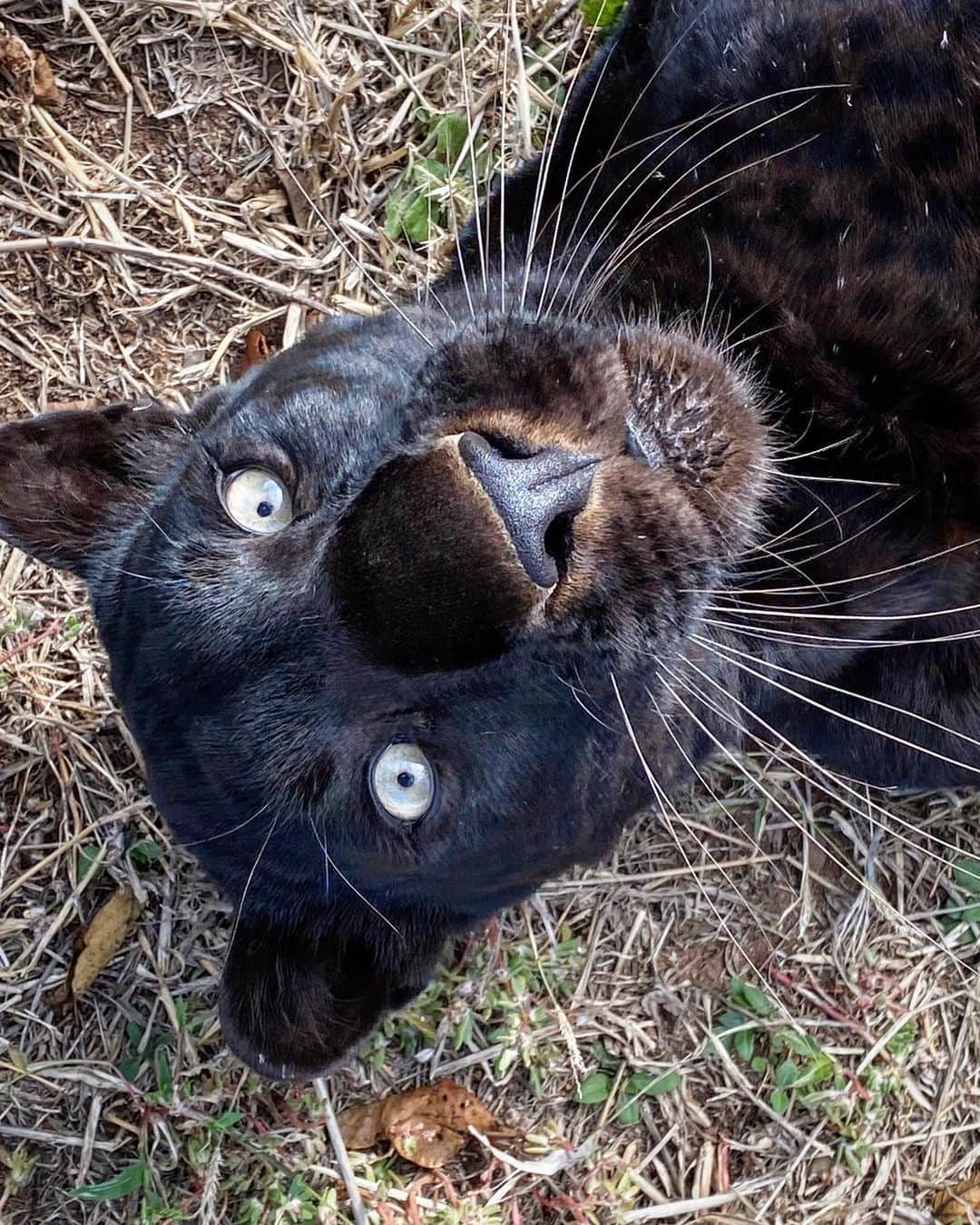 Kevin Richardson LionWhisperer さんのインスタグラム写真 - (Kevin Richardson LionWhisperer Instagram)「Interesting perspective that one doesn’t often get to see. Have a look at those whiskers! Sorry about the cropped off ear! 🤦🏻 #blackleopard #blackpanther #pantherapardus #whiskers #leopard」5月27日 21時53分 - lionwhisperersa
