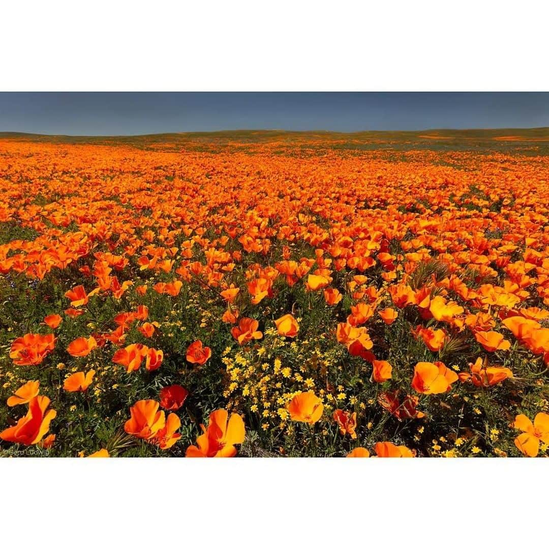 Gerd Ludwigさんのインスタグラム写真 - (Gerd LudwigInstagram)「Southern California’s “superbloom” was wonderful this year, covering areas (like this one outside Antelope Valley Poppy Reserve) with stunning color through early May.  It has become tradition for me to visit and photograph the wildflower bloom a few times each year, and this year was no disappointment, in spite of the pandemic. These California poppies and popcorn flower—among others—flourished due in part to late-season rainfall.  @thephotosociety #California #wildflowers #poppies #AntelopeValley」5月27日 22時00分 - gerdludwig