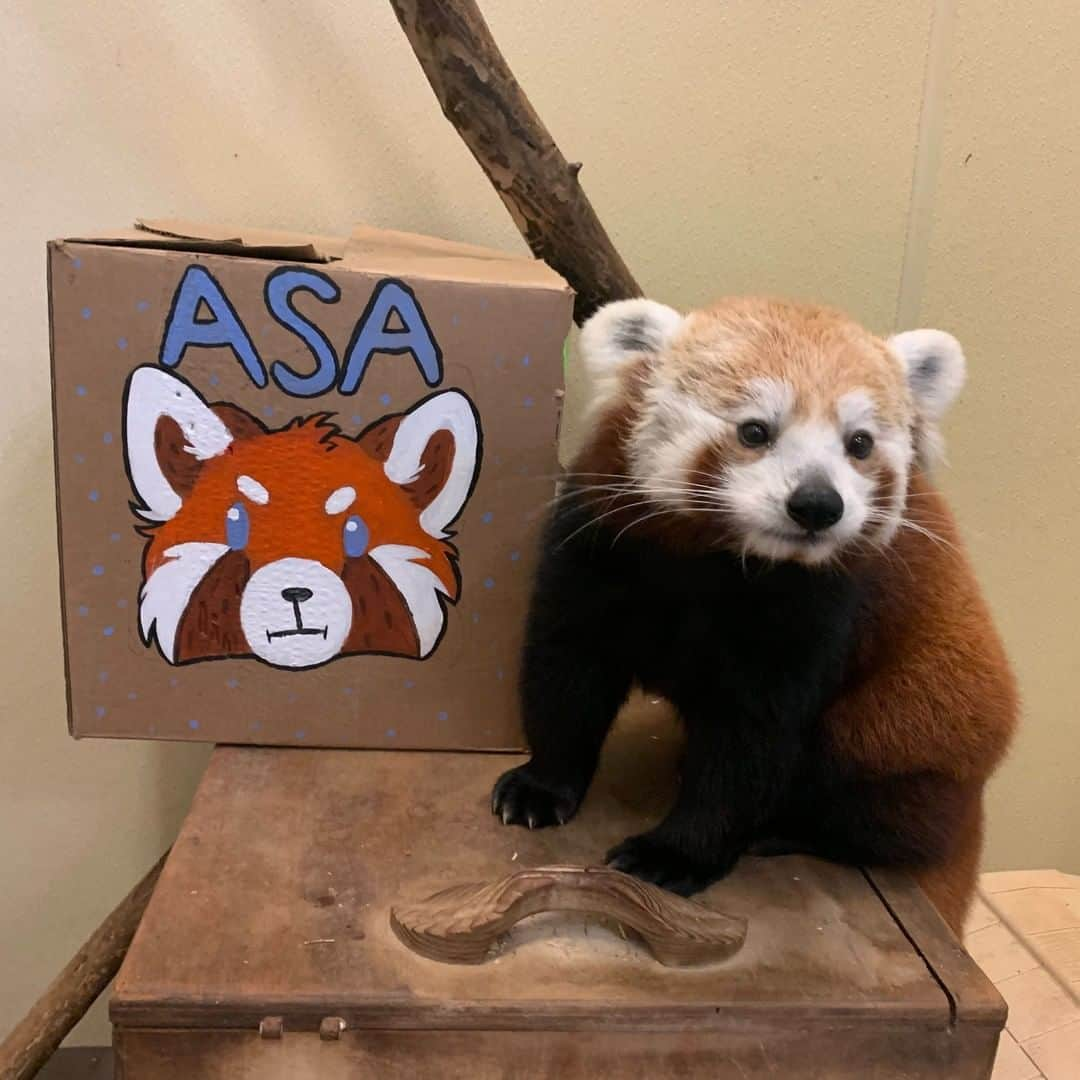 スミソニアン国立動物園さんのインスタグラム写真 - (スミソニアン国立動物園Instagram)「🥳Join us live at 10:30 a.m. for a red panda party on Panda Cam 2 today! 🎁🎁In honor of Asa’s 6th birthday, keepers made lots of fun enrichment filled with treats for the red pandas to enjoy! 😋 Birthday goodies include leafeater biscuits, grapes 🍇, blueberries and a red panda favorite, bamboo shoots! 🐼Don’t worry – Giant pandas are still live on Panda Cam 1! Head to nationalzoo.si.edu to join the party. #NatZooZen #BringTheZooToYou #ClosedButStillCaring  Our whole team works diligently to care for our animals and keep you connected to the Zoo. With your support, our conservation mission continues. If you can, please donate to our Emergency Fund. ❤️」5月27日 22時30分 - smithsonianzoo