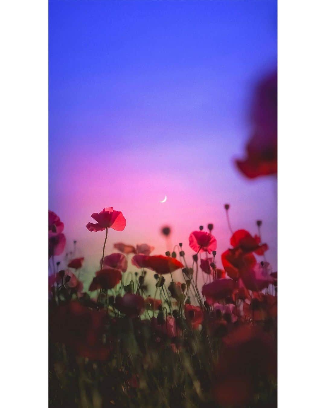 メグのん♡ A k i k oのインスタグラム：「Talk with the moon . . . 赤い花びら と お月様 . . . 🥀🌙」