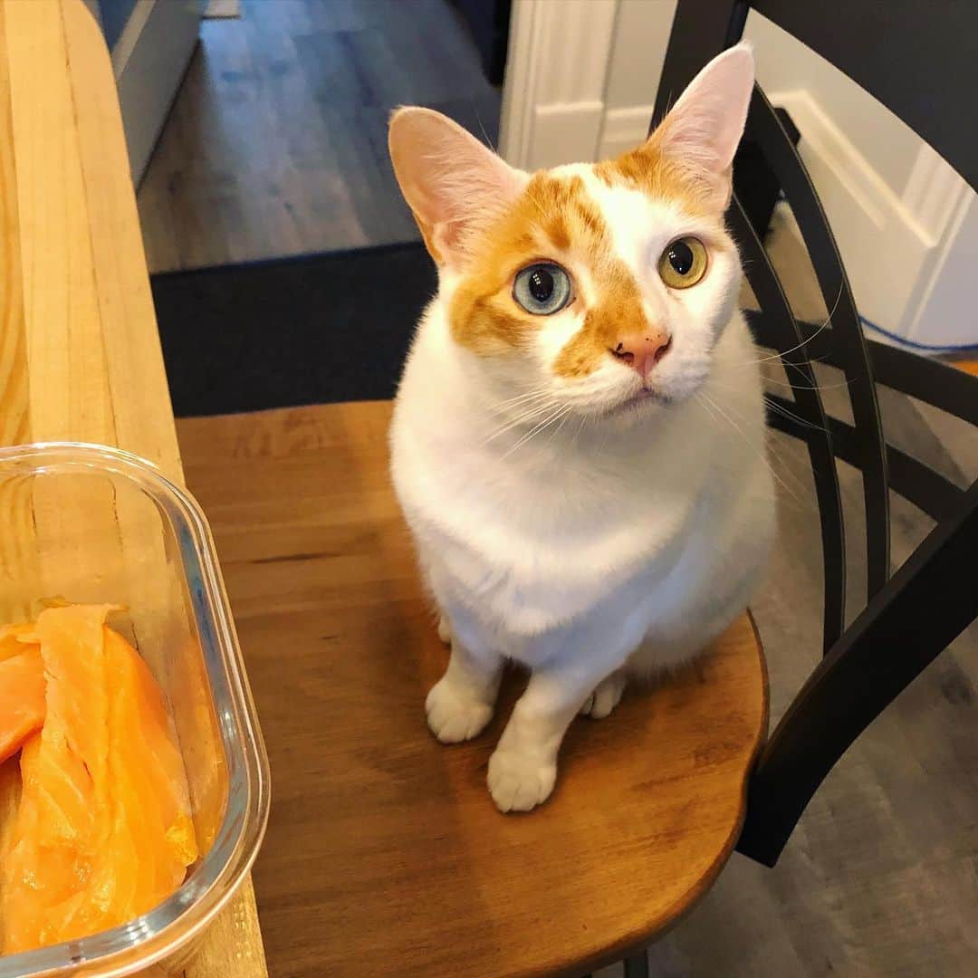 Richard Kittyのインスタグラム：「Someone’s reeeeeally hoping to get some of this salmon 🐟 (lucky for him I “accidentally” dropped a little bit 😺)」