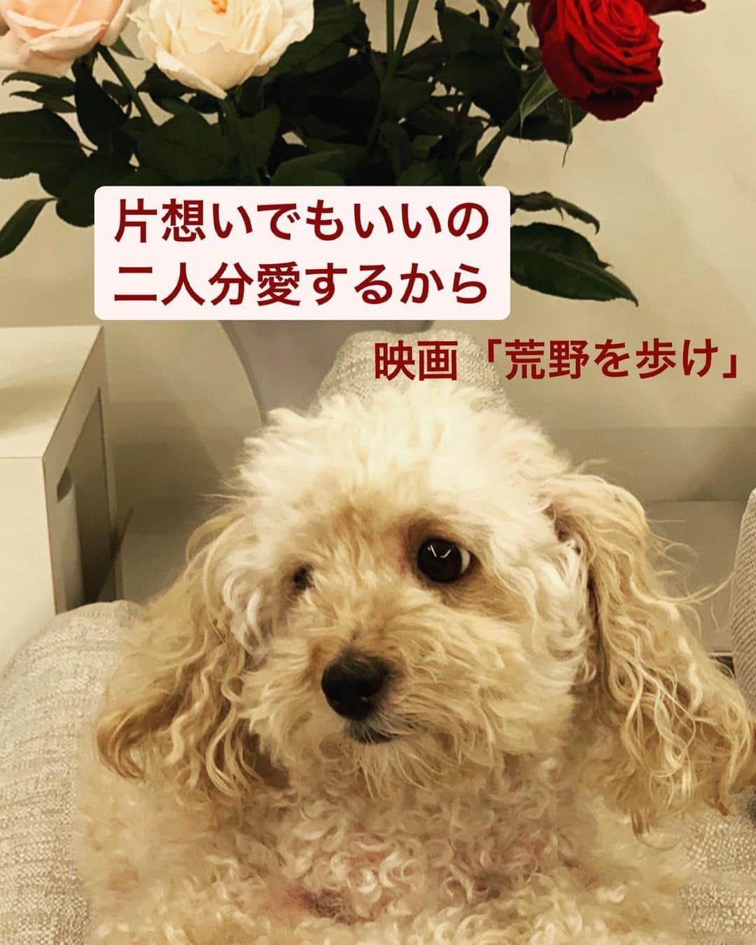 川井郁子のインスタグラム：「#アメリカ映画　#ハートストリングス　#ニッポン放送　#川井郁子　#stayhome」